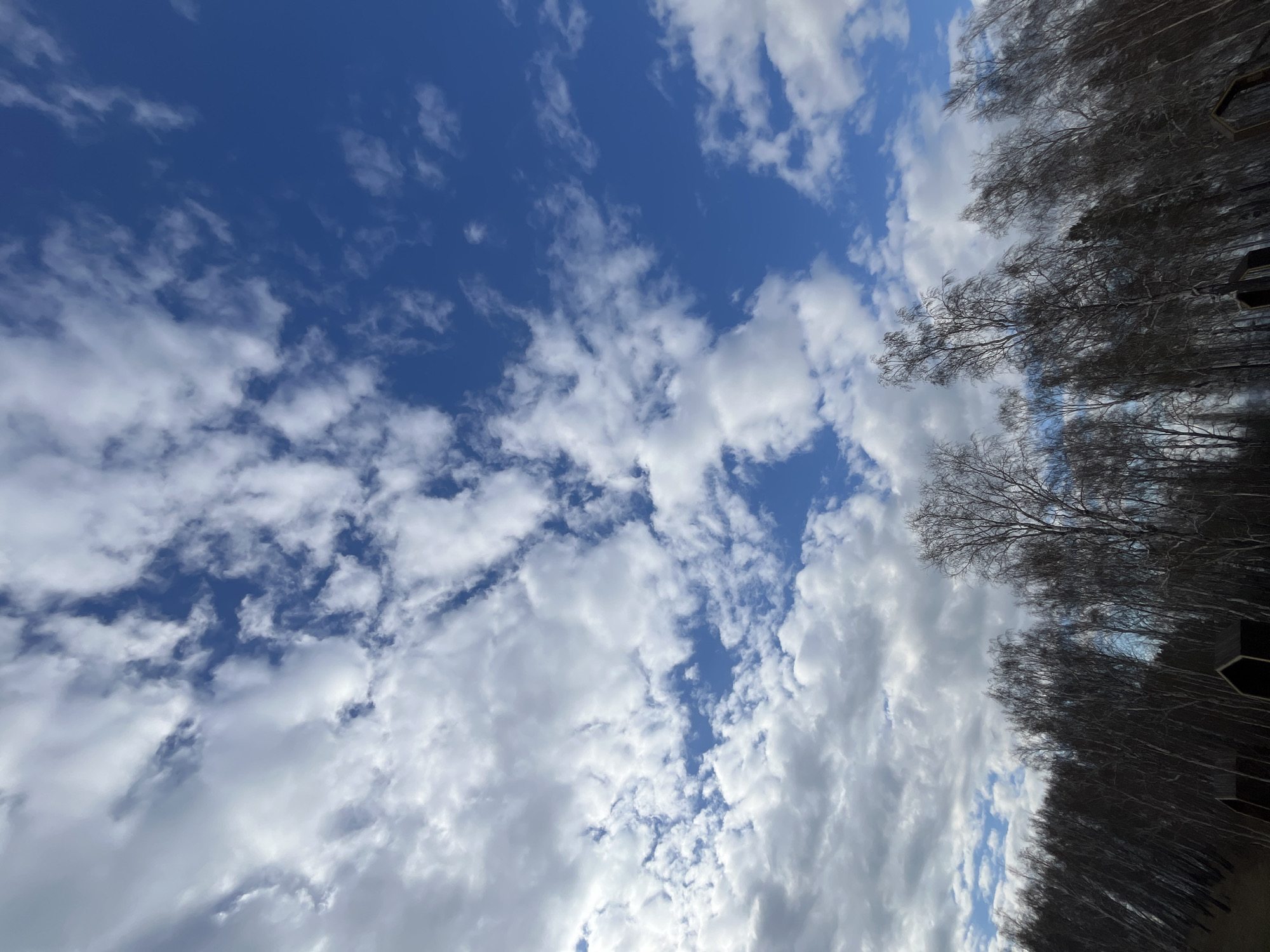 The image shows a partly cloudy blue sky with a line of bare trees along the right side. The trees appear to be at the edge of a forest or park. It is not possible to determine a specific location within Krasnoyarsk, Russia, from this image. The scene includes clouds, blue sky, and trees. There are no people visible, nor are there any actions or interactions captured.