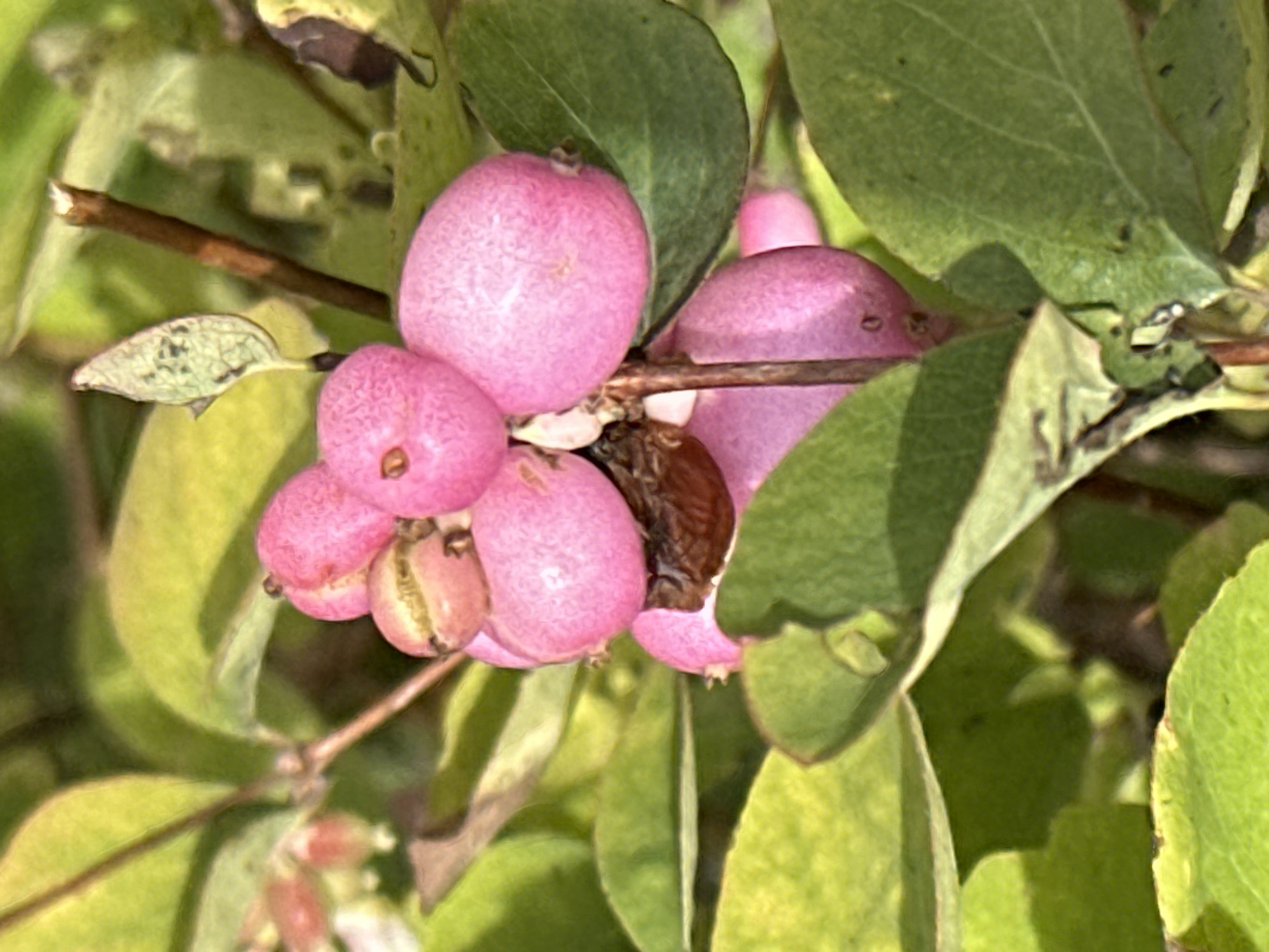 The image shows a close-up of pink berries on a plant with green leaves. The berries are round and clustered together on a thin stem. Some of the berries appear slightly transparent, revealing lighter pink interiors. There is a dark, shriveled object among the berries, possibly a decaying berry or insect. The background consists of blurred green foliage, suggesting an outdoor environment. There is no indication of the city of Podolsk, Russia, or any people in the image.