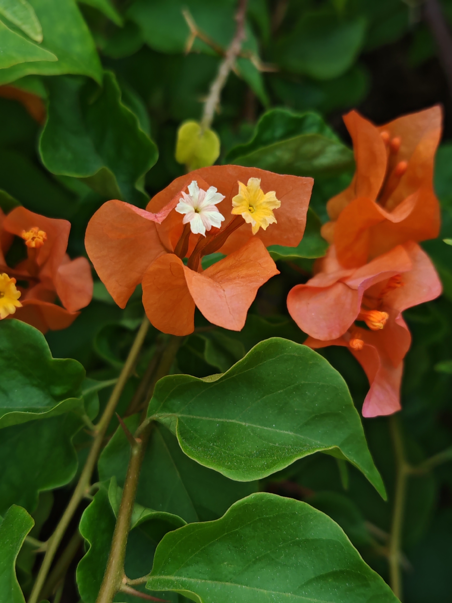 The image shows a close-up view of orange bougainvillea flowers and green leaves. Two small white and yellow flowers are visible within the orange bracts of one of the bougainvillea blossoms. The background is composed of more green leaves, creating a natural, outdoor setting. The scene is likely located in the city of Baan Bo Phut, Thailand, known for its tropical climate and abundant plant life, especially common in gardens and public spaces. The lighting suggests it might be daytime. There are no people or animals present in the image. The focus is entirely on the flora.