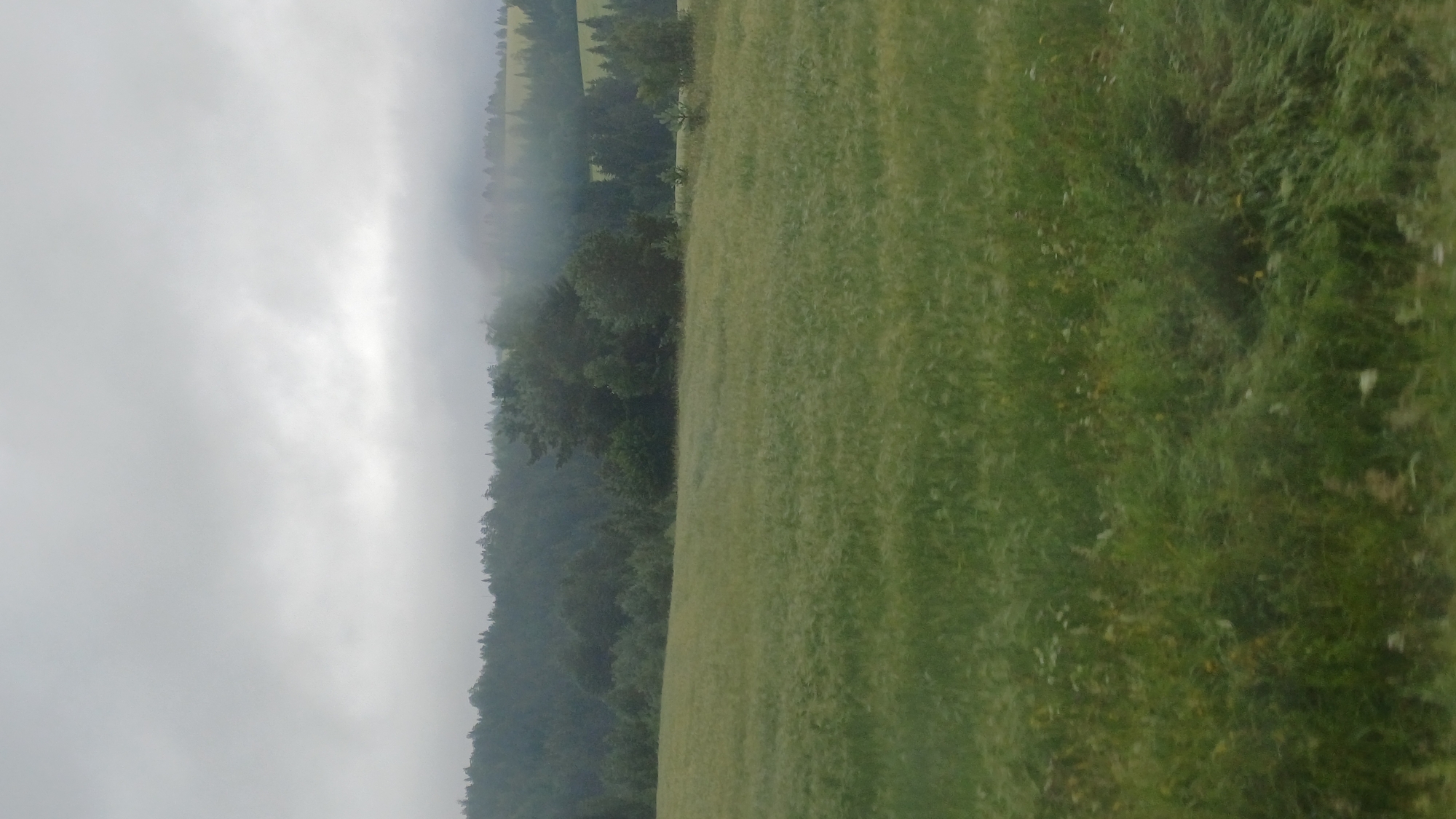 The image depicts a wide, grassy field in the foreground. In the middle ground, a dense forest of dark green trees forms a backdrop, with some lighter green foliage interspersed. The background features rolling hills covered in a lighter green, possibly cultivated fields, partially obscured by a thick layer of grey clouds that extend to the horizon. The overall atmosphere is subdued and overcast, suggesting a cool or rainy day. There are no people or visible structures in the image. The location is identified as Buranovo, Russia.