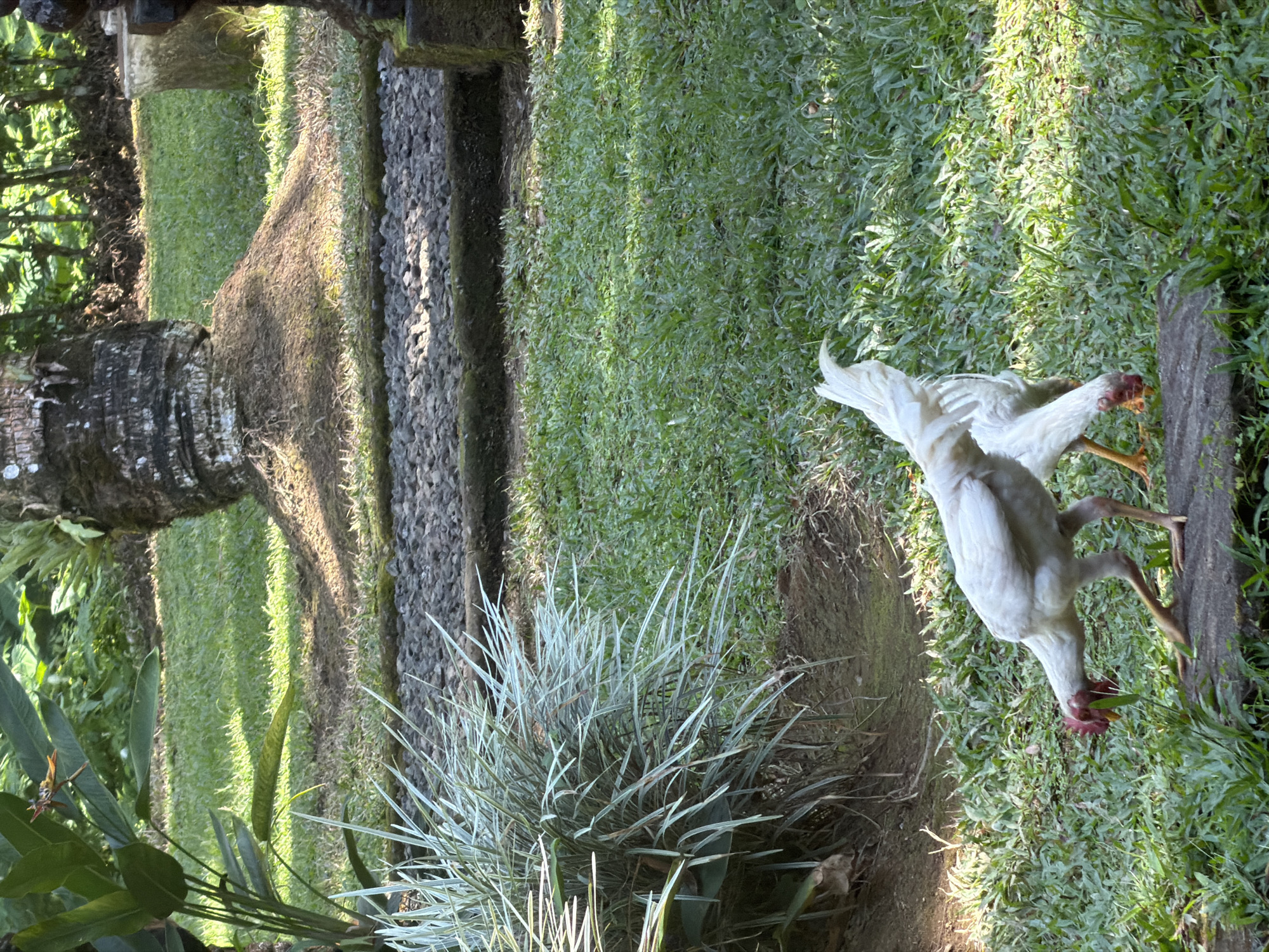 The image presents an outdoor scene in Payangan, Indonesia, featuring two white chickens foraging on green grass. In the foreground, a white chicken with a red comb and wattles is positioned on a flat, dark stone, actively pecking at the surrounding grass. A second white chicken, similar in appearance, is slightly behind and to the right of the first, also with its head down, indicating foraging activity. The ground is covered with green grass, exhibiting varied textures and illuminated by patches of sunlight alternating with shadows. A raised pathway, constructed from small grey pebbles and dark stone borders, traverses the mid-ground. Above this pathway, a large, rough-barked tree trunk rises from an earthen base. Tropical foliage is visible throughout the scene, including a distinctive light-colored, spiky plant on the left and dense, dark green vegetation in the distant background.