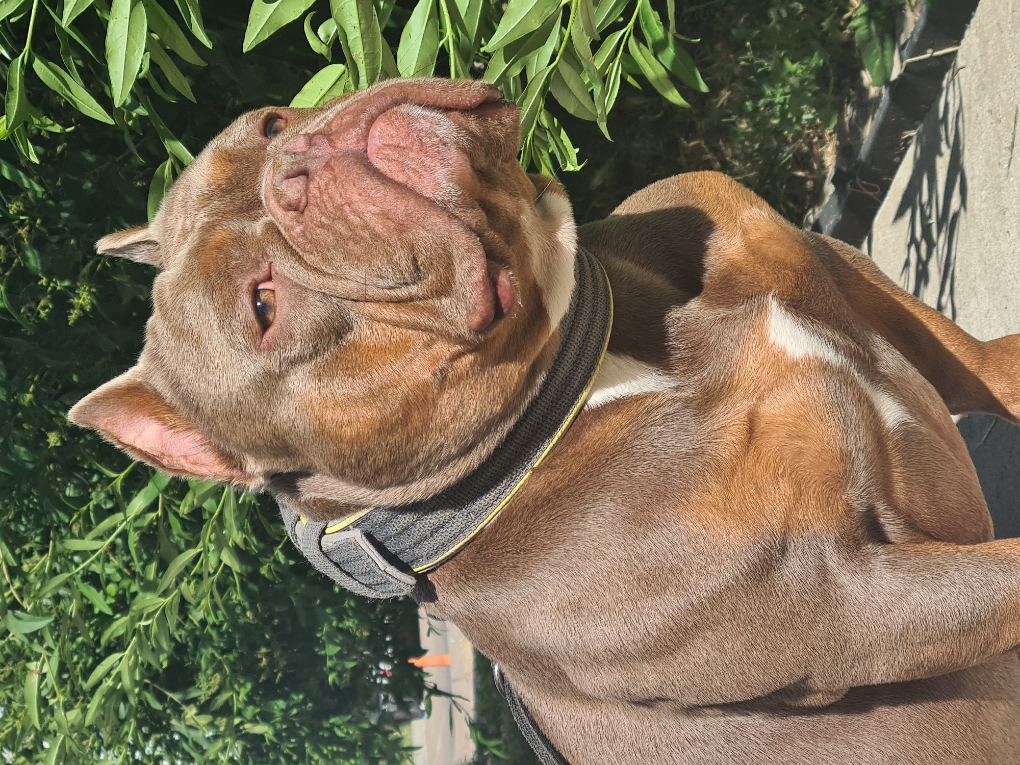 A brown dog with a white patch on its chest, wearing a grey and yellow collar, sits outdoors in front of lush green foliage. The dog has a wrinkled snout and large ears, with its head turned to the right. The background shows a blurred urban environment with trees and a traffic cone. The lighting suggests it is daytime.