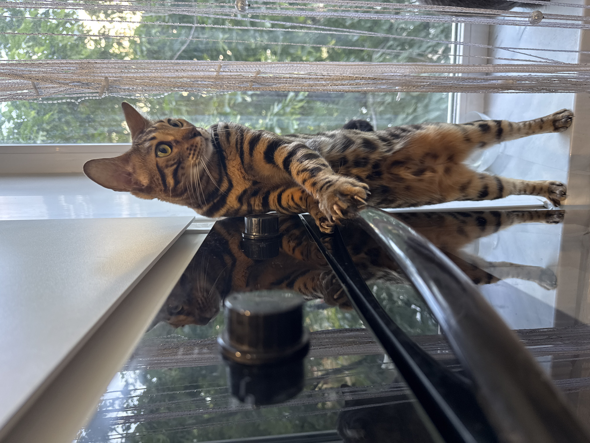 A Bengal cat with distinctive black stripes and spots lies on a black stovetop under a window with beaded curtains. The cat is stretched out with its legs extended and paws resting on the window frame. The reflection of the cat is visible on the stovetop surface. The image appears to be taken indoors, with a view of foliage visible through the window. The specific location is not discernible based on the image.