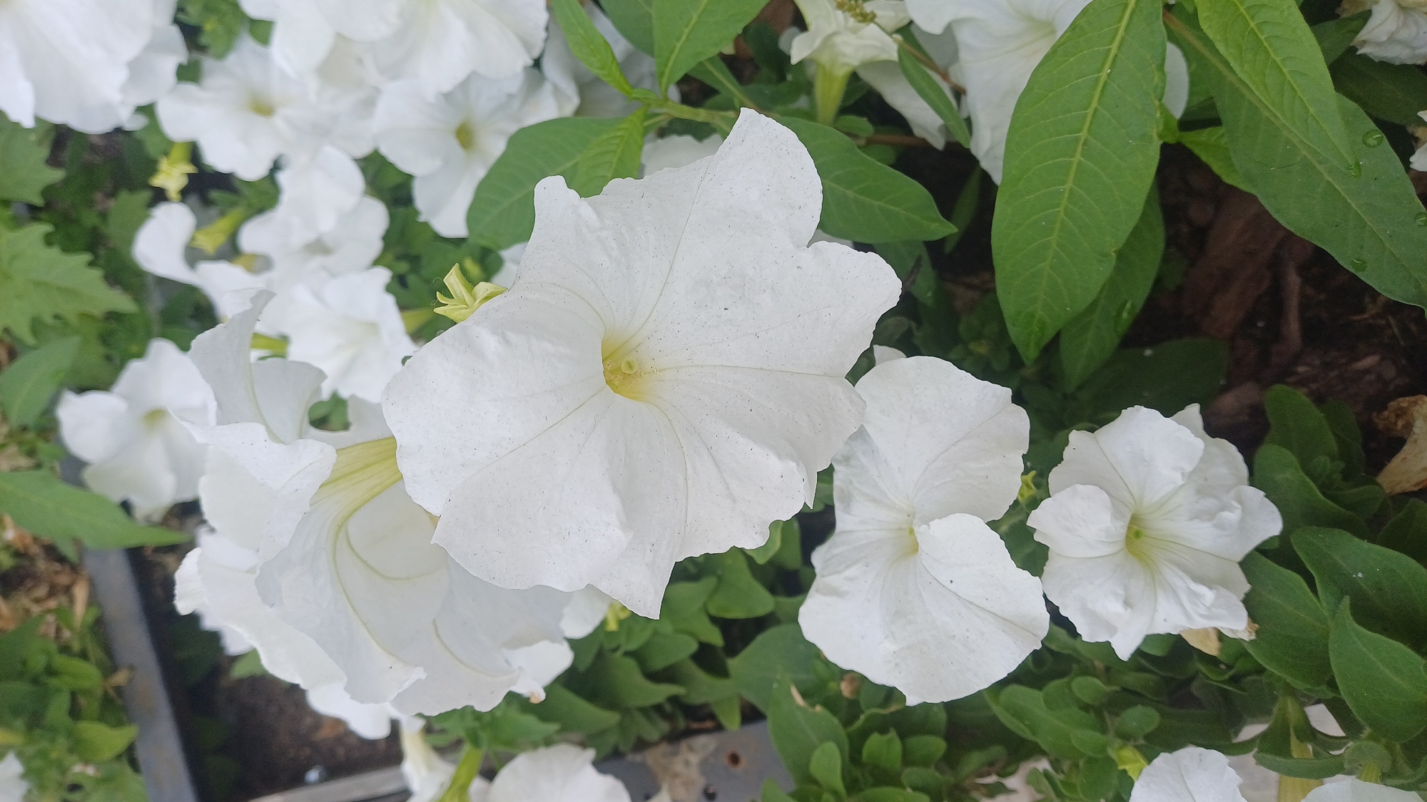 The image shows a close-up view of a cluster of white petunias in bloom. The flowers have delicate, ruffled petals and a yellow-green center. Some of the petals have tiny, dark speckles on them. Lush green leaves surround the blossoms, and in the background, there are hints of brown soil and possibly other plants. The lighting suggests it is daytime, with soft light illuminating the scene. There is no indication of a specific location within Izhevsk, Russia; it appears to be an outdoor setting, likely a garden or park. No people or animals are visible in the image.