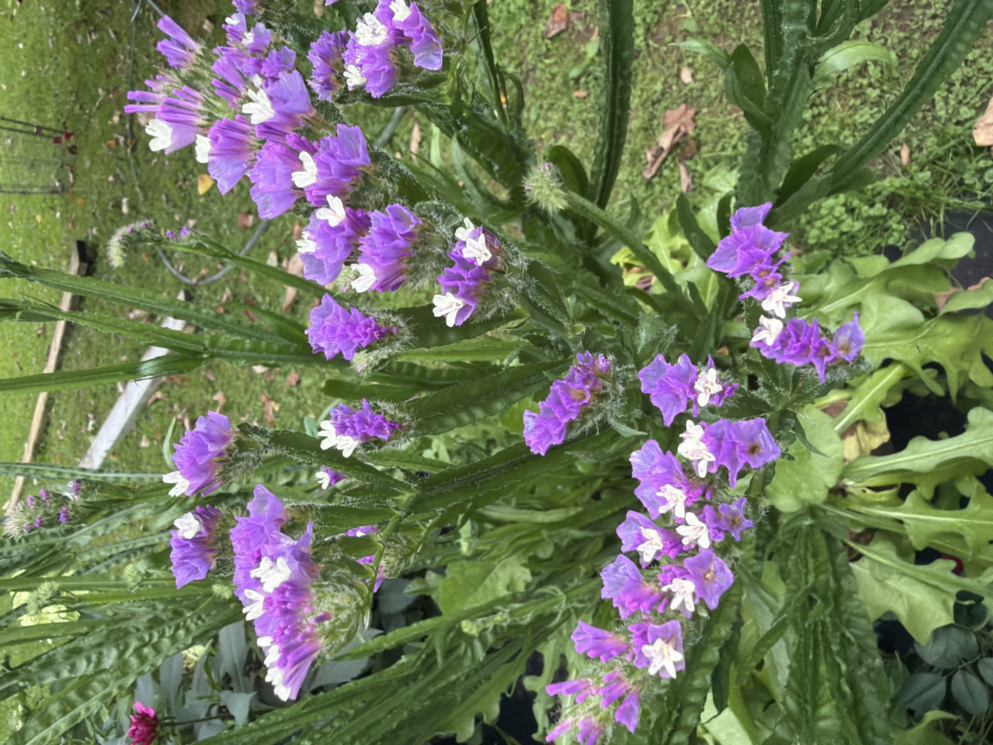 In the city of Маяк Снт (дарна), Russia, a close-up, eye-level shot captures a cluster of vibrant purple flowers with delicate white centers. These flowers are the primary subject, with their textured petals and fuzzy green stems prominently displayed. The blossoms are arranged in small bunches, creating a dense and visually appealing display. Surrounding the flowers is lush green foliage, some of which appears to be the leaves of the same plant, while other greenery hints at other plants nearby. In the background, a blurred grassy area suggests an outdoor garden or natural setting. The lighting appears to be natural, creating a soft, diffused illumination that highlights the colors and textures of the flowers and plants. No people or animals are present in the frame.