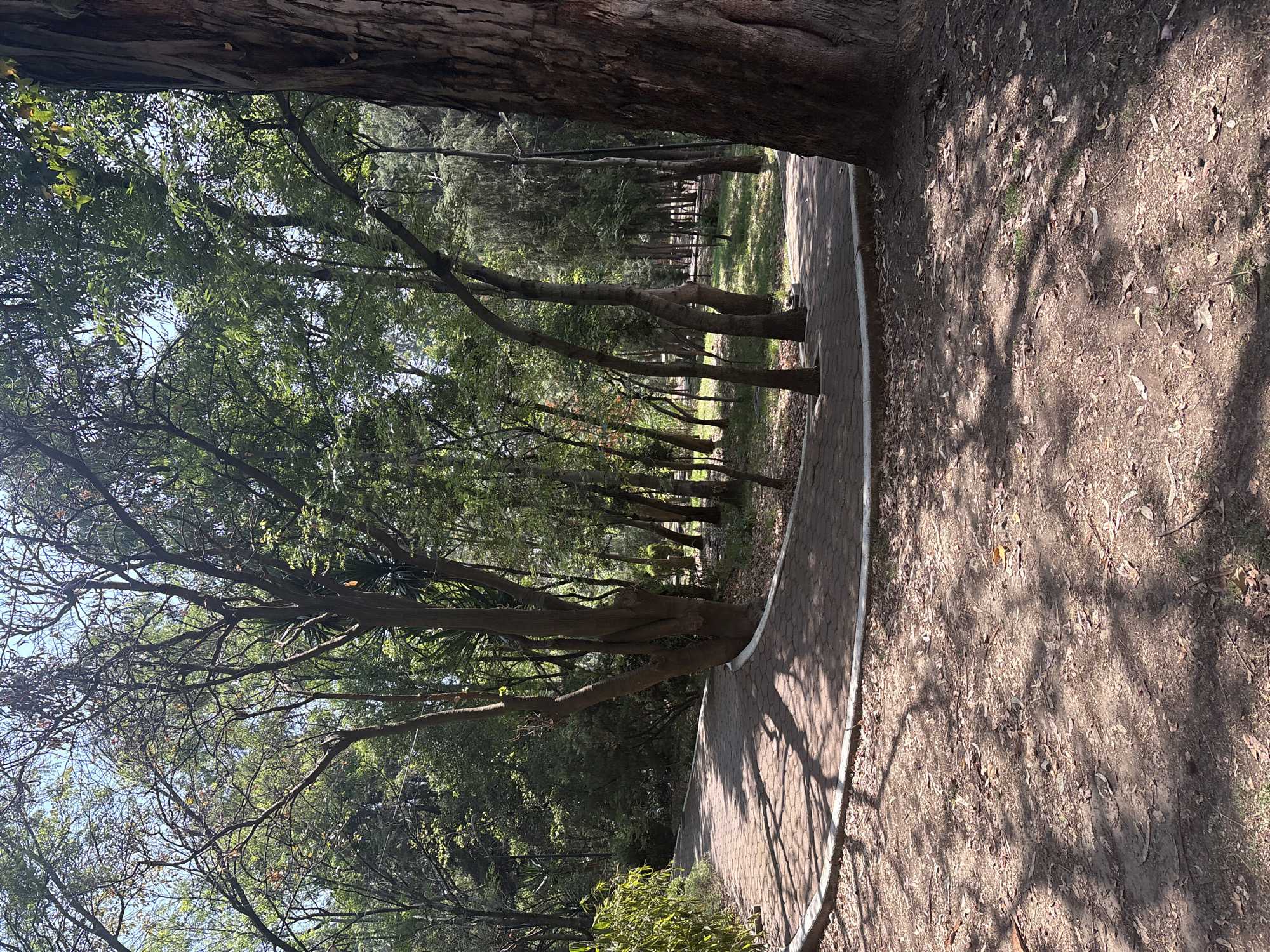 This image depicts a serene outdoor scene, likely within a park or wooded area in Mexico City. The perspective is looking along a winding pathway that recedes into the distance.
A paved path, constructed from light-grey hexagonal pavers with a distinct white border, originates from the lower right and curves gently towards the upper center of the frame. To the left of this path, a dense line of mature trees stands tall. These trees feature prominent, dark brown trunks and branches, with their canopies displaying a mix of vibrant green foliage and intricate, leafless branches that reach towards a bright blue sky, visible in patches. Sunlight filters through the leaves, casting dappled shadows across the path and the surrounding ground, indicating a sunny day, likely late morning or early afternoon.
To the right of the paved path, the ground consists of dry, brown earth, liberally covered with fallen leaves and sparse patches of green grass. More shadows from the overhead tree canopy stretch across this earthy terrain. In the background, further trees with varying densities of green foliage create a natural barrier, extending the forested feel of the scene.
No people are visible, and there is no specific activity taking place, conveying a tranquil and natural atmosphere. No visible text is present in the image.