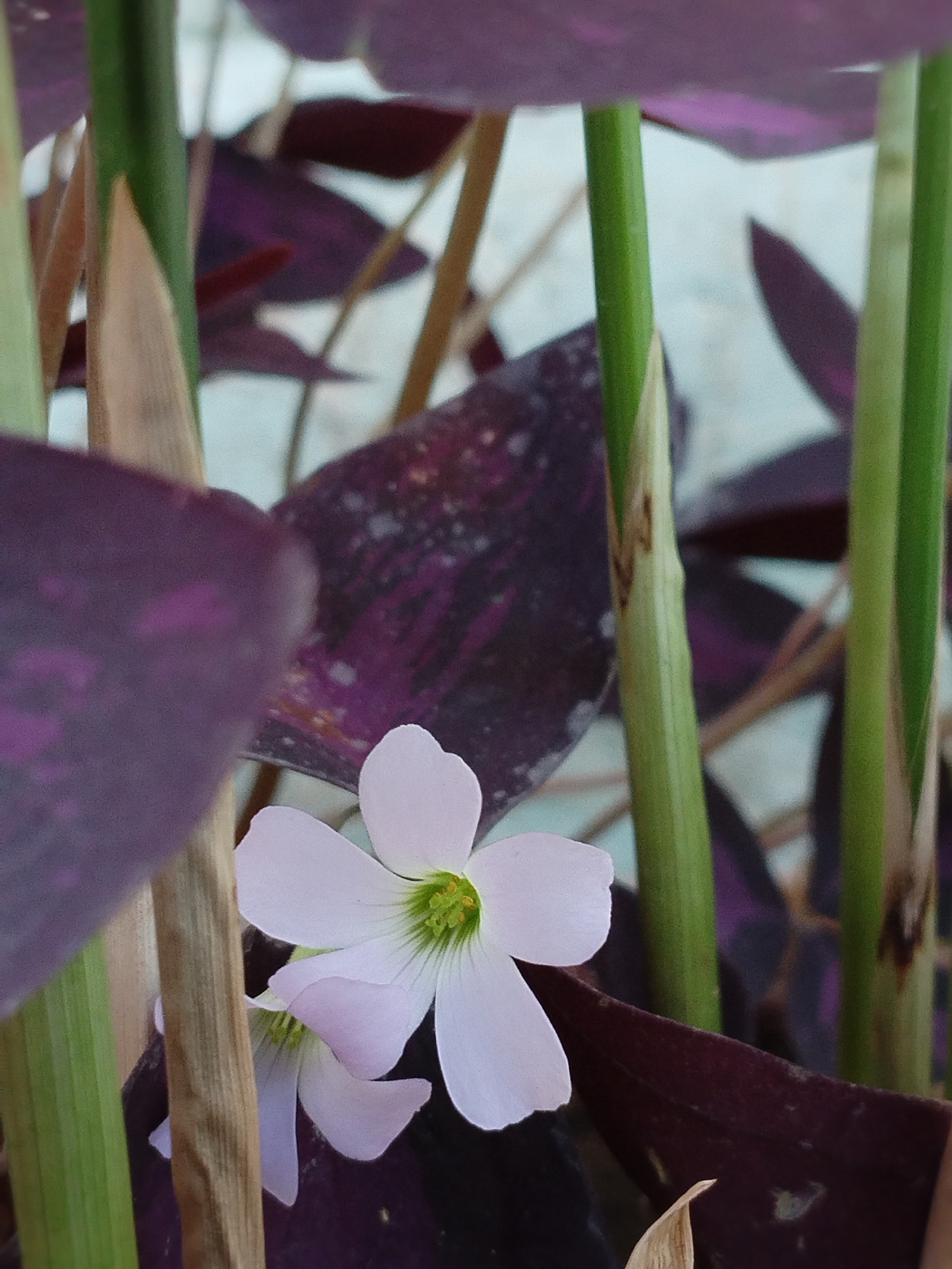 This is a close-up, eye-level, vertical, color photograph of a small, pale purple flower with a bright green center, blooming amidst dark purple leaves and green stems. The flower, which appears to be an Oxalis triangularis, is the primary subject and is in sharp focus. Its petals are delicate and slightly translucent. The surrounding leaves are a deep, rich purple, some showing a subtle speckled pattern. Several thin, upright green stems are visible, and one dry, brown stem is positioned in front of the flower, adding a contrasting texture. The background is a soft blur of light blue and grey, suggesting an outdoor setting. The image does not contain any people or indicate any specific actions or interactions. It is a still life composition focused on the natural beauty of the plant. There is no information within the image to suggest its location in Kyzyl-Kyya, Kyrgyzstan.