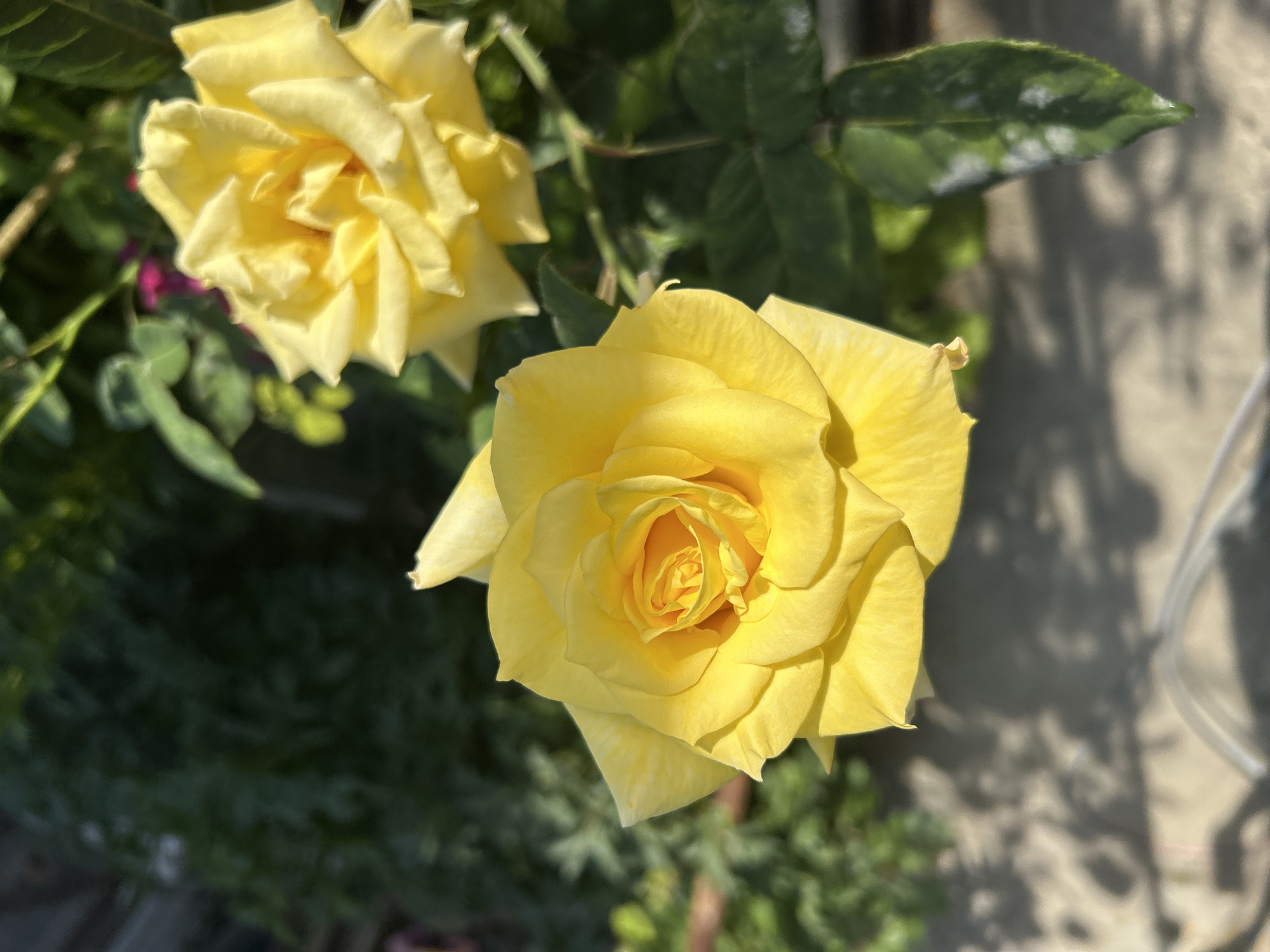 Two yellow roses are in full bloom in front of dark green foliage. The rose in the foreground is slightly out of focus, while the rose in the background is in sharp focus. A shadow of what appears to be tree branches falls across a paved surface on the left side of the image. There are no people or animals visible in the image. The scene is likely a garden or park in Gelendzhik, Russia, given the presence of roses, foliage, and paved ground.