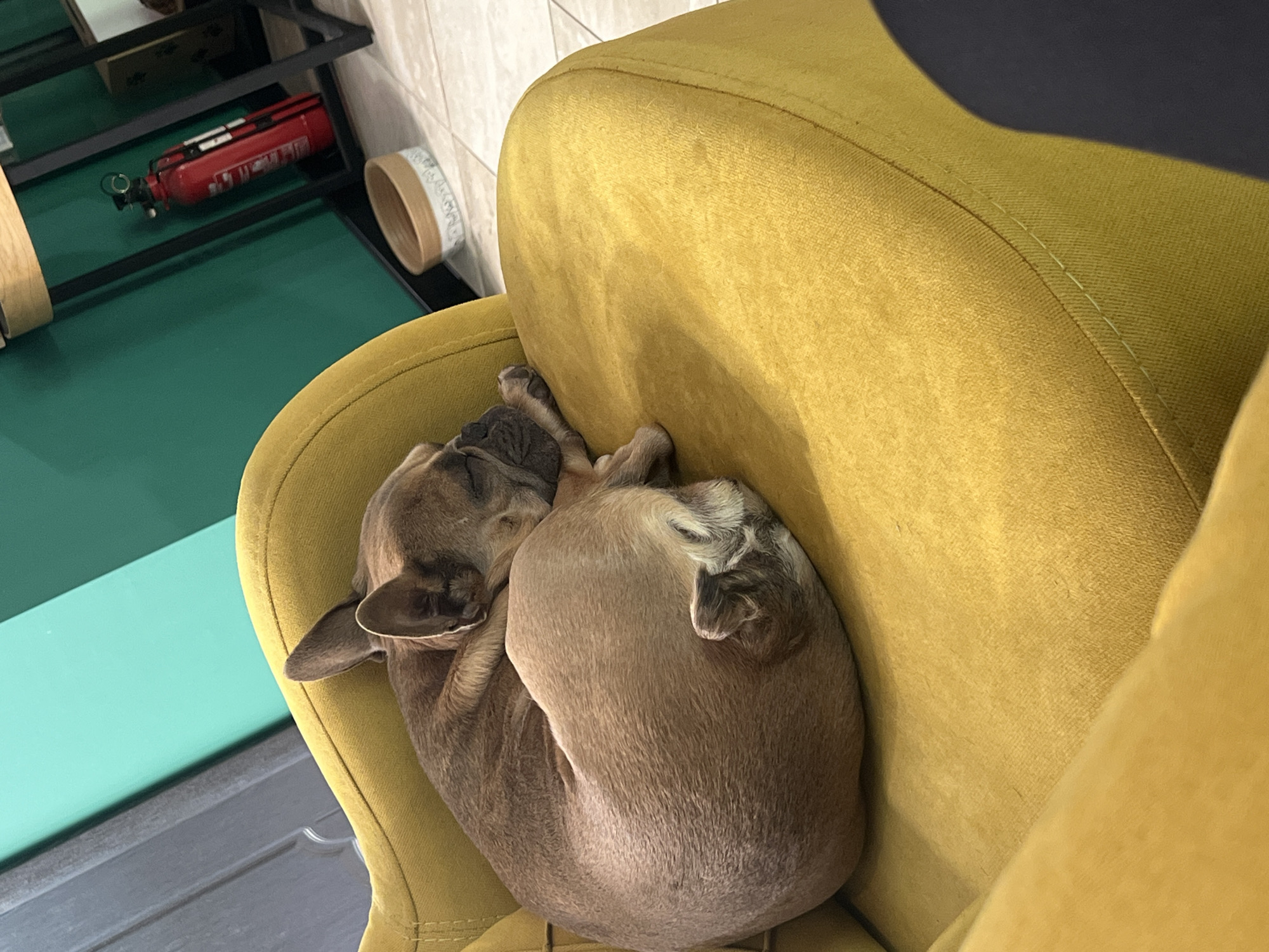 A brindle French Bulldog is curled up and sleeping in a mustard-yellow upholstered chair. A black metal frame with a green surface is to the left of the chair, holding a red fire extinguisher and a tan and white container. The chair is positioned near a wall with beige rectangular tiles and a dark gray surface, possibly a floor. The location is Burgas, Bulgaria.