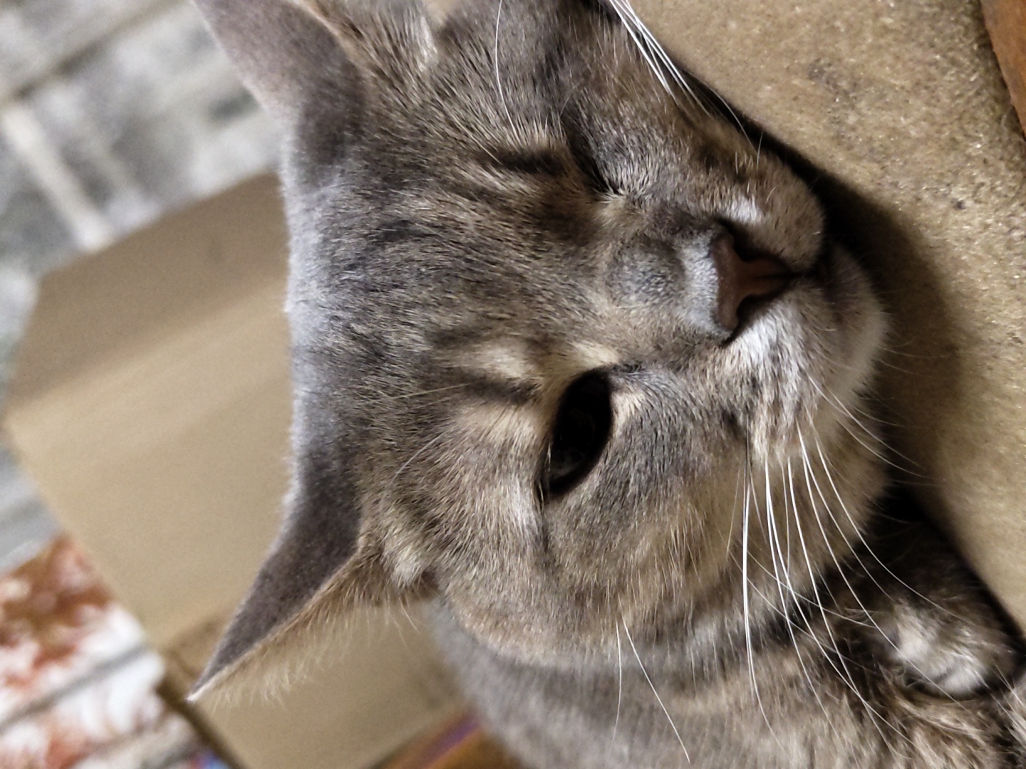 A close-up, eye-level shot shows a gray tabby cat resting on a tan, textured surface, possibly a cushion or blanket. The cat's head is tilted slightly to its right, with its eyes mostly closed, suggesting it is either asleep or very relaxed. Its fur is a mix of gray and brown stripes, and its long white whiskers are clearly visible, fanned out across its face. In the background, out of focus, are brown cardboard boxes and a patterned surface. The lighting is soft, highlighting the cat's fur and facial features. There are no humans or other animals visible in the frame. The location is not identifiable within a city.