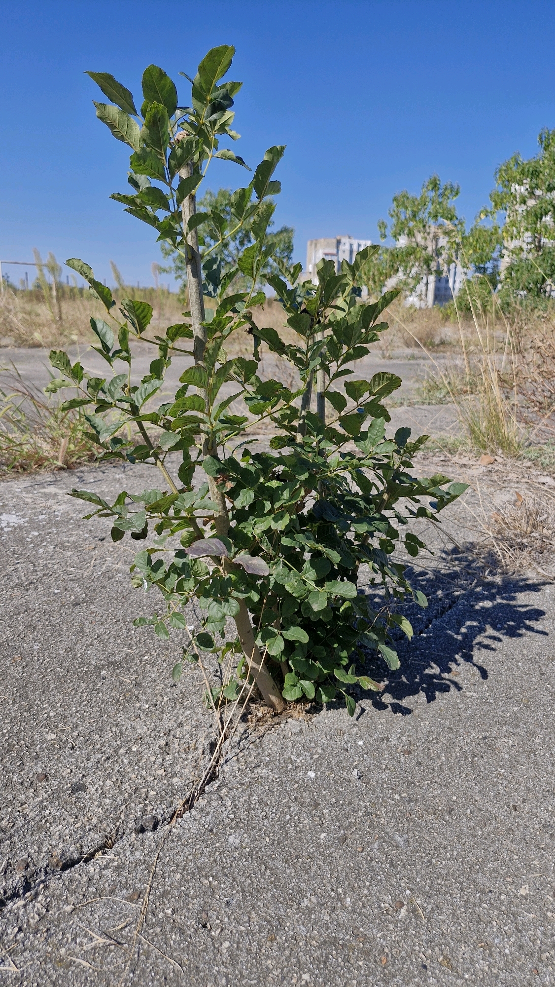 A sapling with green leaves and a thin brown trunk is growing through a crack in a grey asphalt surface under a clear blue sky. Dry grass and weeds are visible in the background, along with the blurry outlines of buildings. The scene appears to be in an urban or semi-urban environment. The image was taken in Serhiivka, Ukraine.