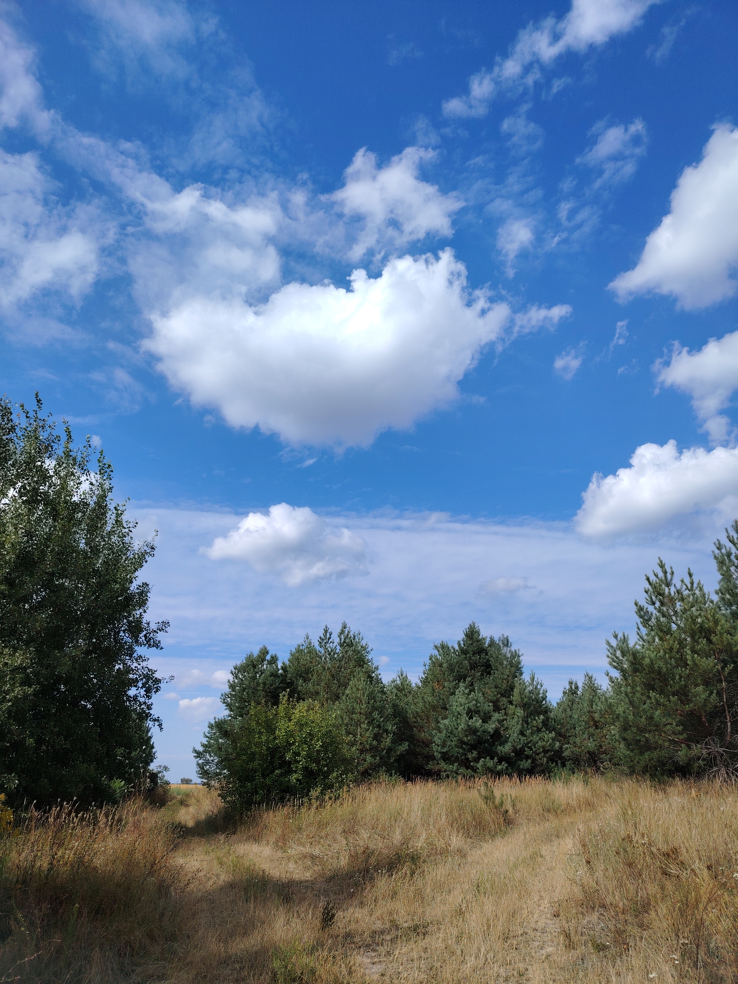 The image depicts a landscape scene with a clear blue sky dotted with white, fluffy clouds. In the foreground, a dry, grassy field with a path winding through it leads towards a dense line of trees. These trees include both deciduous and coniferous varieties. On the left side of the image, a tall, leafy deciduous tree stands prominently. The scene is consistent with a rural or natural setting, potentially in the vicinity of Severynivka, Ukraine, given the context of the request. No people or specific structures are visible in the image.
