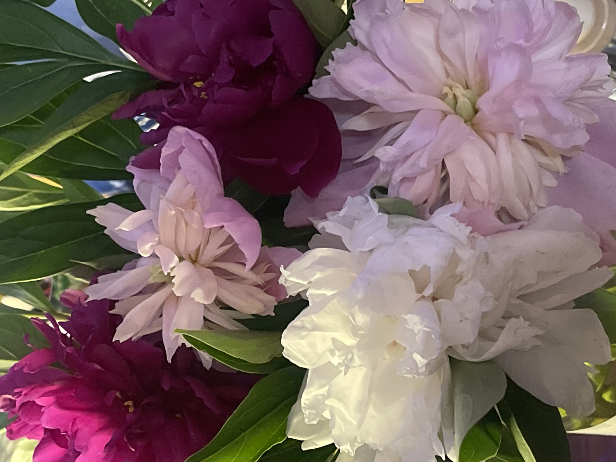 This is a close-up, eye-level, medium shot of a bouquet of peonies. The flowers are in various stages of bloom, with some fully open and others still partially closed. The colors range from deep magenta to pale pink and white. Lush green leaves surround the blooms, creating a rich, textured backdrop. The lighting appears to be natural, suggesting daytime, possibly with soft sunlight illuminating the petals and creating gentle shadows. There are no people visible in the image. The setting is indistinct, but the focus on the flowers implies they are the primary subject, perhaps arranged in a vase or as a standalone display. The overall mood is serene and elegant, highlighting the natural beauty of the flowers. No text is visible in the image. The location context of Minsk, Belarus, is noted but not visually evident in the photograph itself.