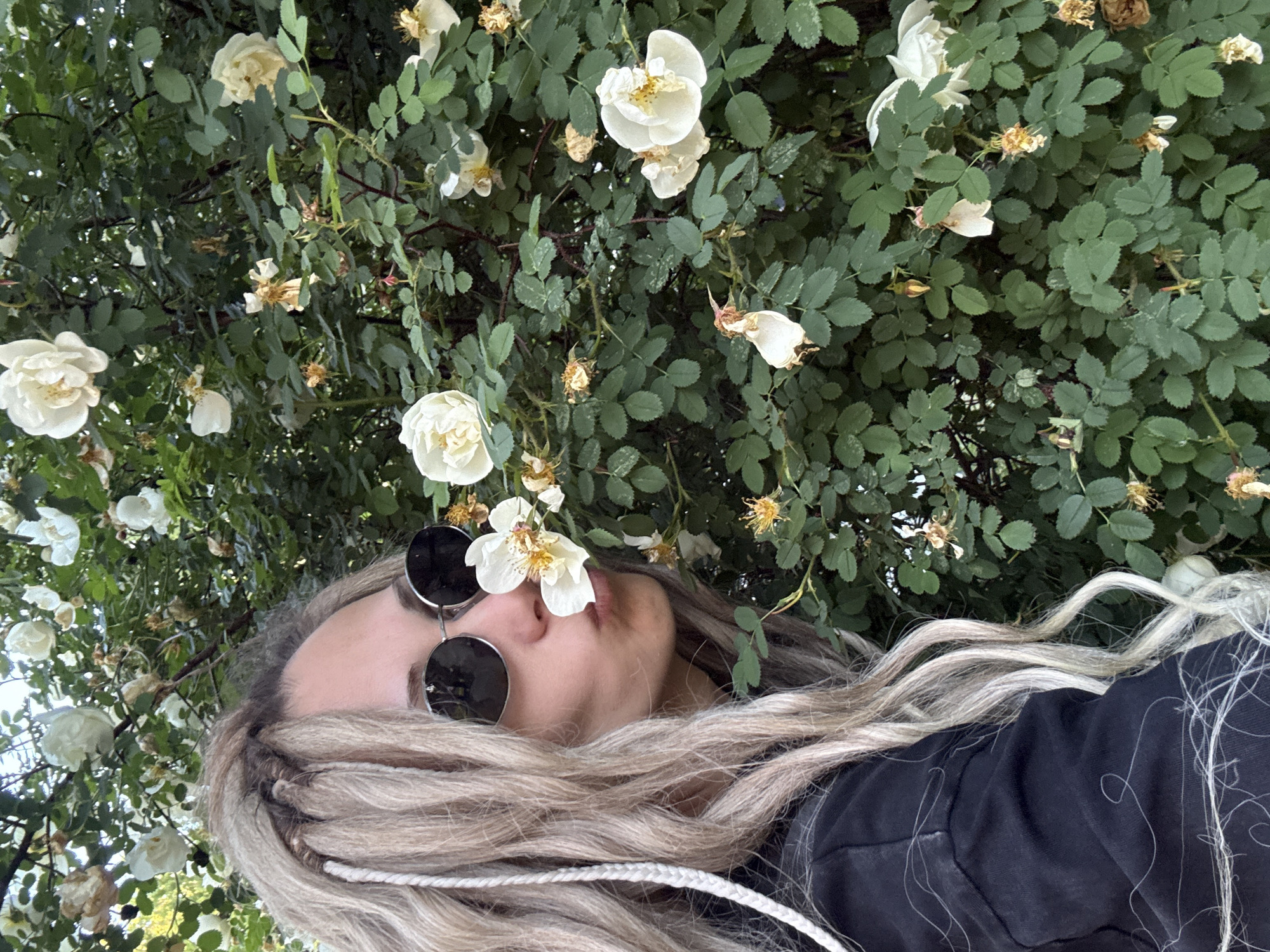 An outdoor, eye-level, medium shot depicts a person interacting with a flowering shrub in Rusanovo, Russia. The individual, positioned on the left side of the frame, is shown in profile, leaning towards a white rose. They wear dark, round sunglasses and a dark-colored long-sleeved garment. Their hair is blonde, a combination of dreadlocks and wavy strands, with some dreadlocks incorporating lighter, braided material. The person's lips are puckered as they bring their nose close to a white rose with a yellow center, appearing to smell it. The background consists of a dense green bush with numerous white roses in various stages of bloom; some are fresh and open, while others show signs of wilting with browning petals. The foliage is consistently dark green.