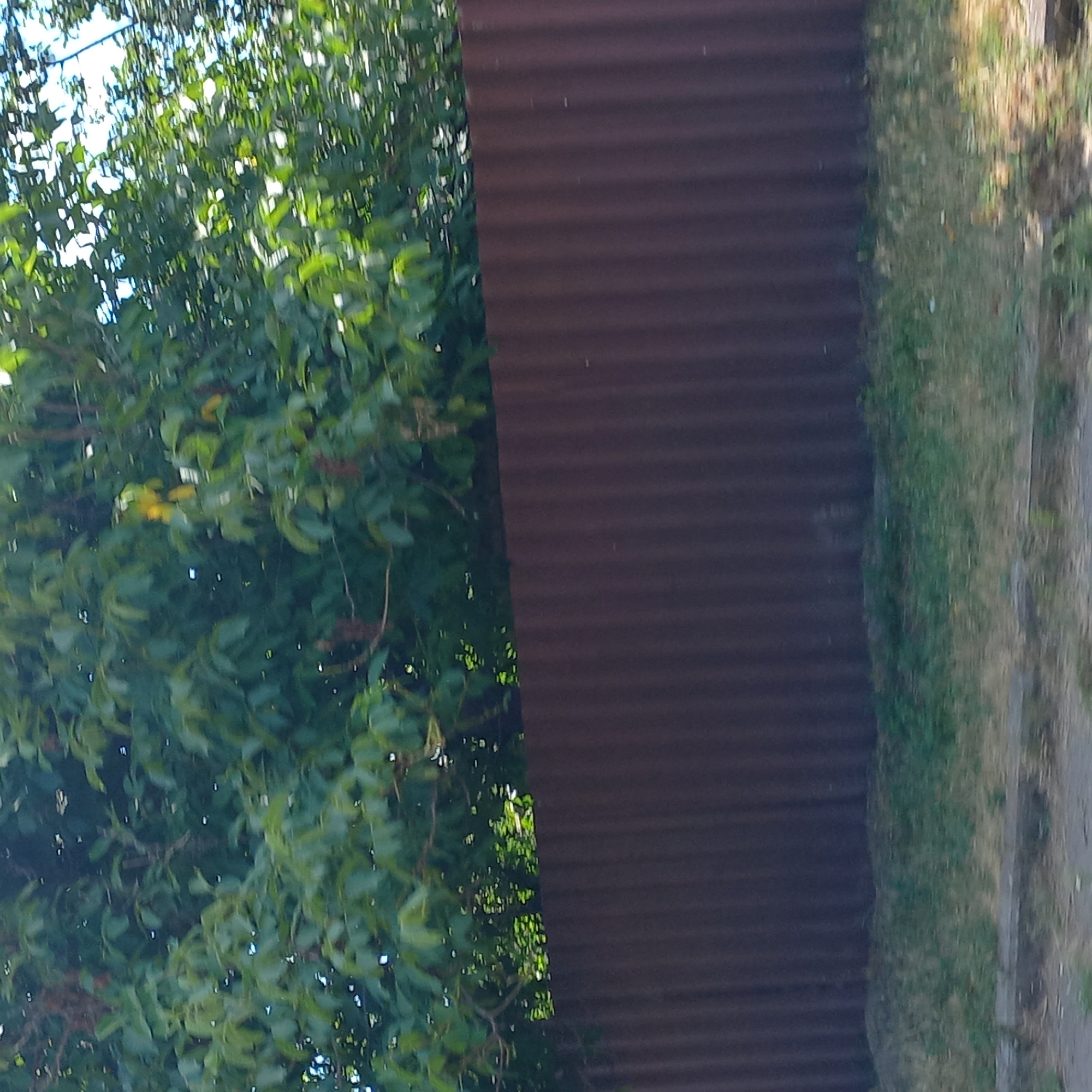 The image shows a brown corrugated metal fence in front of a dense green leafy tree canopy, with a patch of grass in the foreground. The image appears to be taken outdoors during the daytime, with the sun filtering through the leaves, creating bright highlights and shadows. The fence extends horizontally across the frame. The grass in front of the fence is somewhat dry and patchy in places, with some weeds and debris visible. The scene is devoid of any people or specific landmarks to indicate its location within Klyntsi, Ukraine.
