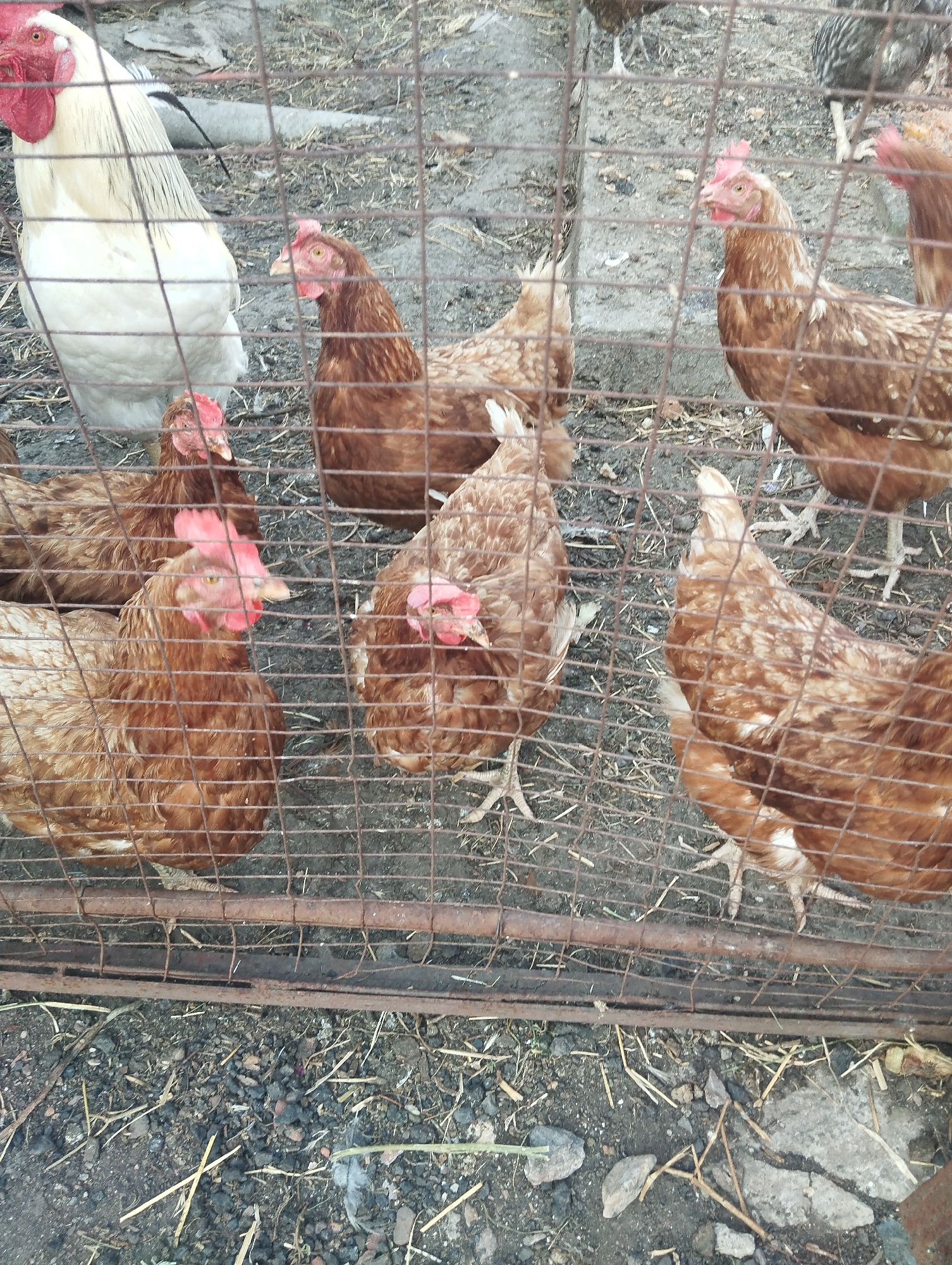 A group of chickens, including a white rooster and several brown hens, are contained within a wire enclosure. The ground is covered with dirt and straw. The chickens appear to be in an outdoor setting, possibly a farm or backyard. The lighting suggests it is daytime.