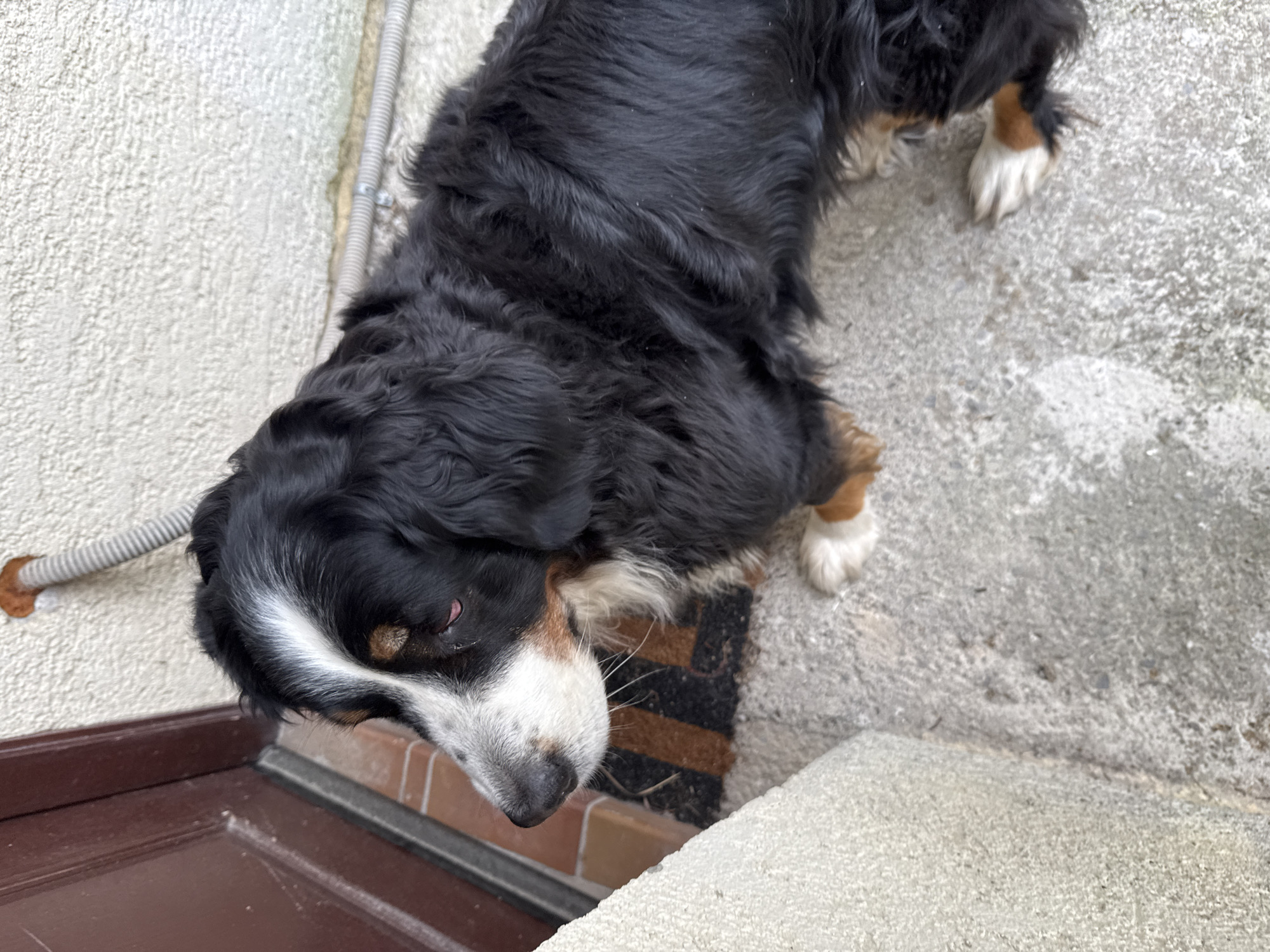 The image is a high-angle shot of a Bernese Mountain Dog standing on a concrete surface. The dog has a black, white, and brown coat and is partially obscured. The dog is near a brown door, a white textured wall, and a gray electrical conduit on the wall. A small doormat is visible under the dog's paws. The location is likely in City of Zagreb, Croatia, based on the visual characteristics of the architecture and materials present.