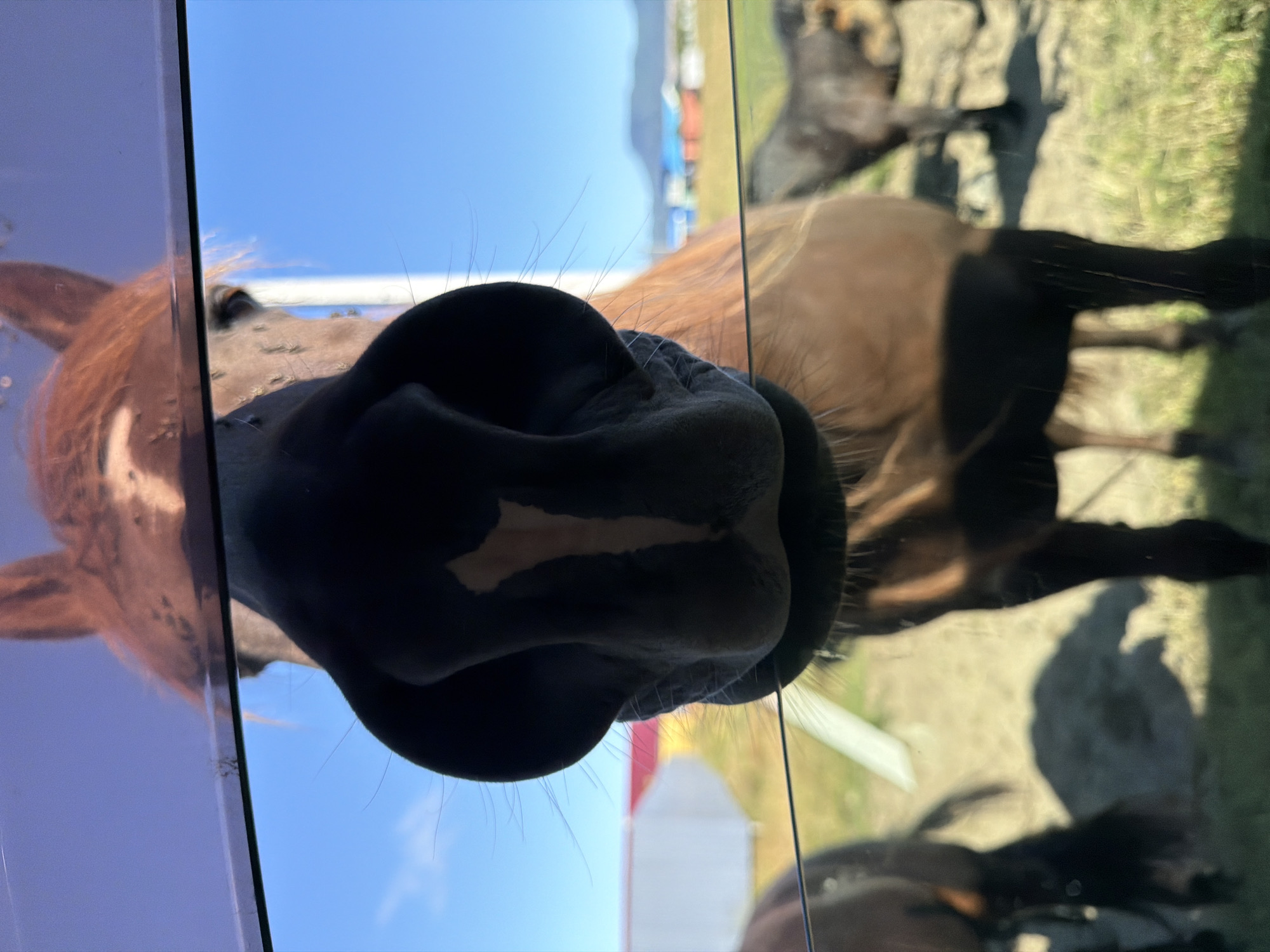 This is a close-up, eye-level, outdoor shot of a brown horse's nose and face, viewed through a glass or transparent barrier. The horse's nostrils are large and dark, with a vertical white marking on the left nostril. The horse's mane is a reddish-brown. The background is slightly out of focus and shows a grassy field with another dark-colored horse standing in the middle ground. Further in the background, there are some buildings and a distant mountain range under a clear blue sky. The scene appears to be a farm or an animal enclosure. The presence of the glass barrier suggests the viewer is observing the horse from inside a structure or vehicle. The lighting indicates it is daytime, likely sunny.