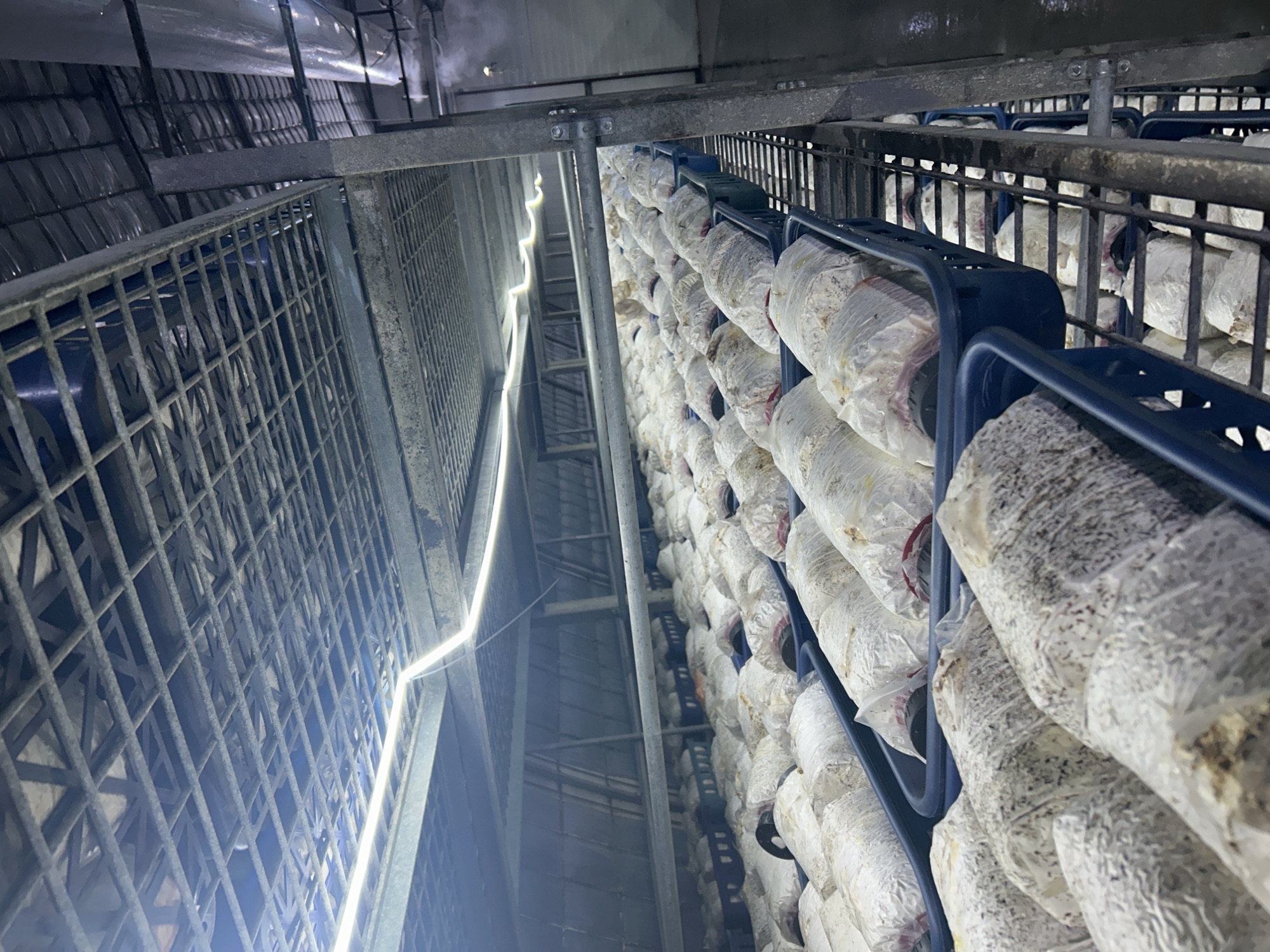 The image depicts an indoor mushroom farm, likely located in an industrial building. Rows of plastic bags filled with substrate and mushroom mycelium are stacked in blue plastic trays on a metal rack. The bags are predominantly white, indicating the mycelium is well-established. The rack is a multi-tiered shelving system, extending vertically. Metal grating and support beams are visible in the background, along with an artificial lighting fixture, suggesting a controlled environment. The perspective is from a low angle, looking upwards. The exact city is not discernible based on the image alone, despite your request.