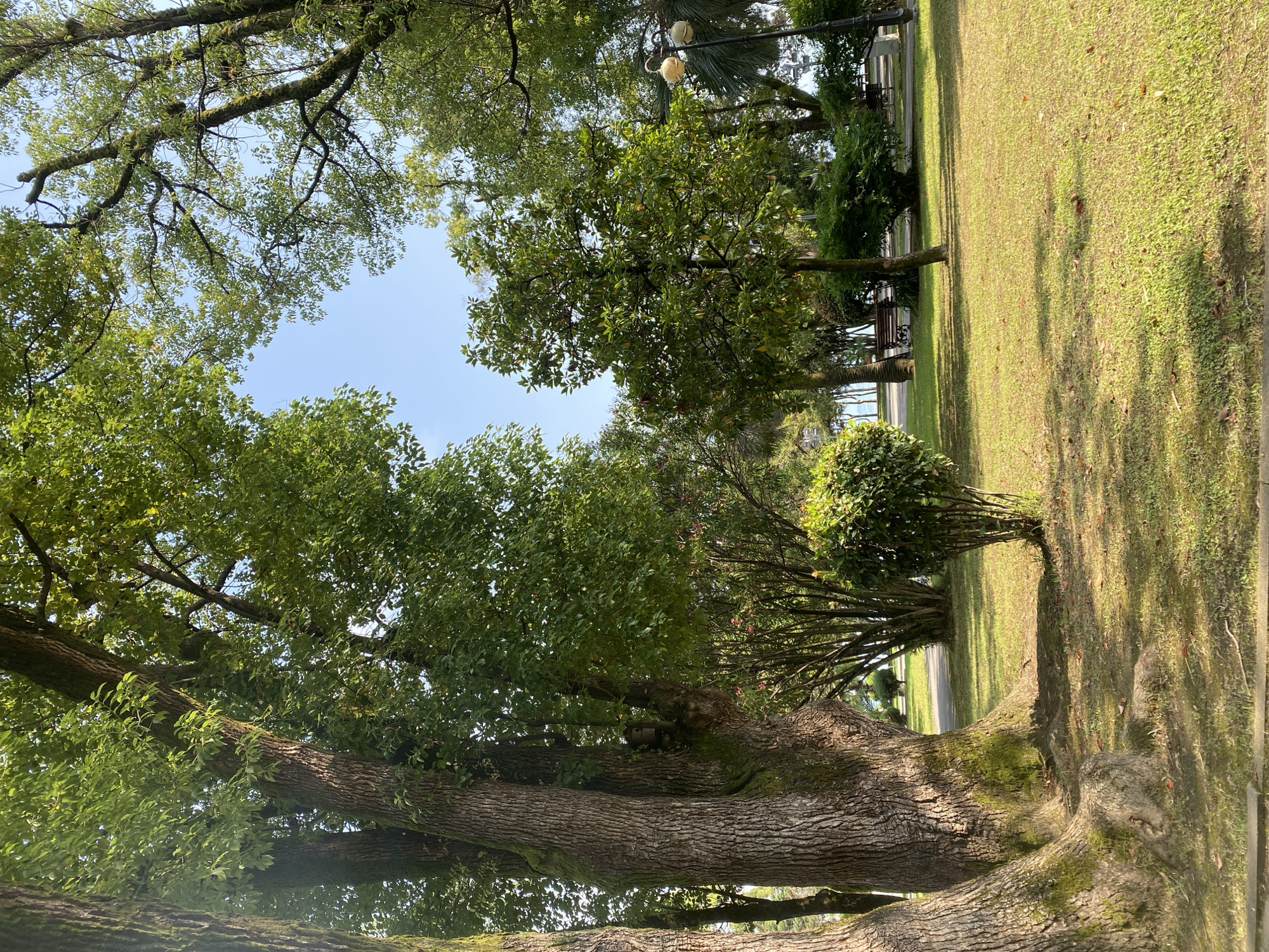 This image depicts a sun-dappled park scene in Sokhumi, Abkhazia, with a focus on lush greenery and mature trees. In the foreground, the thick, moss-covered trunks of several large trees dominate the left side, their roots exposed and snaking across the ground. The grass is neatly mowed, with scattered fallen leaves visible. A small, rounded bush sits in the middle ground, casting a shadow.
Beyond the immediate foreground, a paved pathway curves through the park, bordered by more manicured lawns and various shrubs and trees. In the mid-ground, a medium-sized tree with vibrant green leaves stands out. Further back, benches are visible along the pathway, suggesting a public recreational area. A lamppost with two yellow lights can be seen on the right side of the frame. The background reveals a clear blue sky interspersed with the leafy canopies of trees. The overall impression is one of a peaceful, well-maintained park on a bright day. There are no people visible in the image.