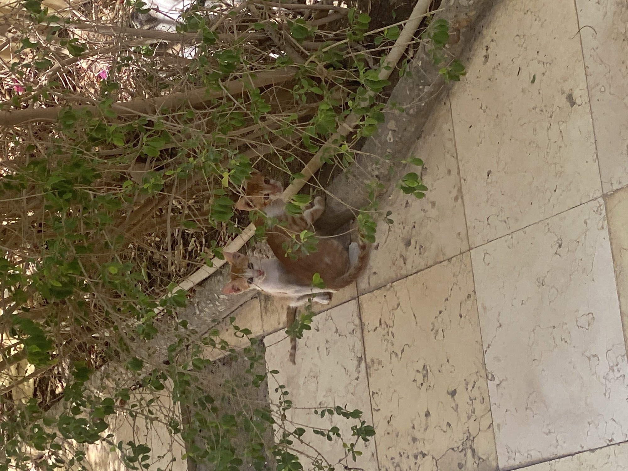 Two ginger and white kittens are partially obscured by green foliage and tree branches, situated on a light-colored tiled patio. One kitten is visible in the foreground, facing the camera with a light-colored chest and ginger tabby markings on its head and body. Its tail is extended behind it. Another kitten is further back, also with ginger and white markings, peeking through the leaves. The background consists of dense branches and leaves, with a textured stone border along the edge of the patio. The scene appears to be outdoors, possibly in a garden or courtyard.