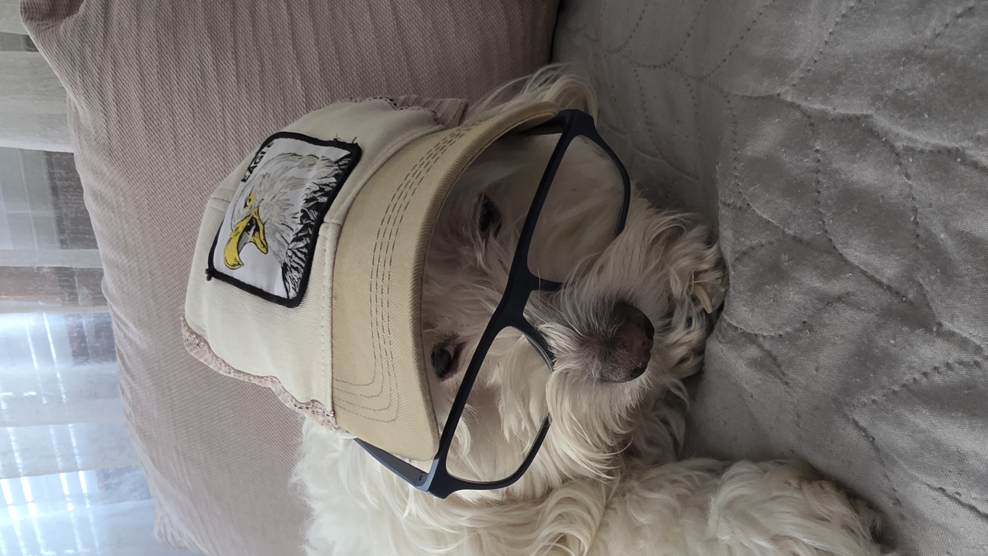 The media file shows a white, fluffy dog resting on its side indoors, possibly in Blagoevgrad, Bulgaria. The dog is playfully dressed in a light beige baseball cap and black-framed eyeglasses. The cap features an embroidered patch depicting an eagle's head with a yellow beak, and the word "EAGLE" is partially visible above the bird. The dog's face is largely obscured by its fur, the cap's brim, and the large glasses, though its dark nose is visible. The white fur of the dog spreads across a gray quilted blanket or sheet on the right side of the frame. To the left of the dog, there is a light-colored, possibly beige, quilted pillow or headboard, and in the background, natural light filters through a window covered by sheer white curtains, suggesting it is daytime. The image captures a humorous and serene moment of the dog relaxing.