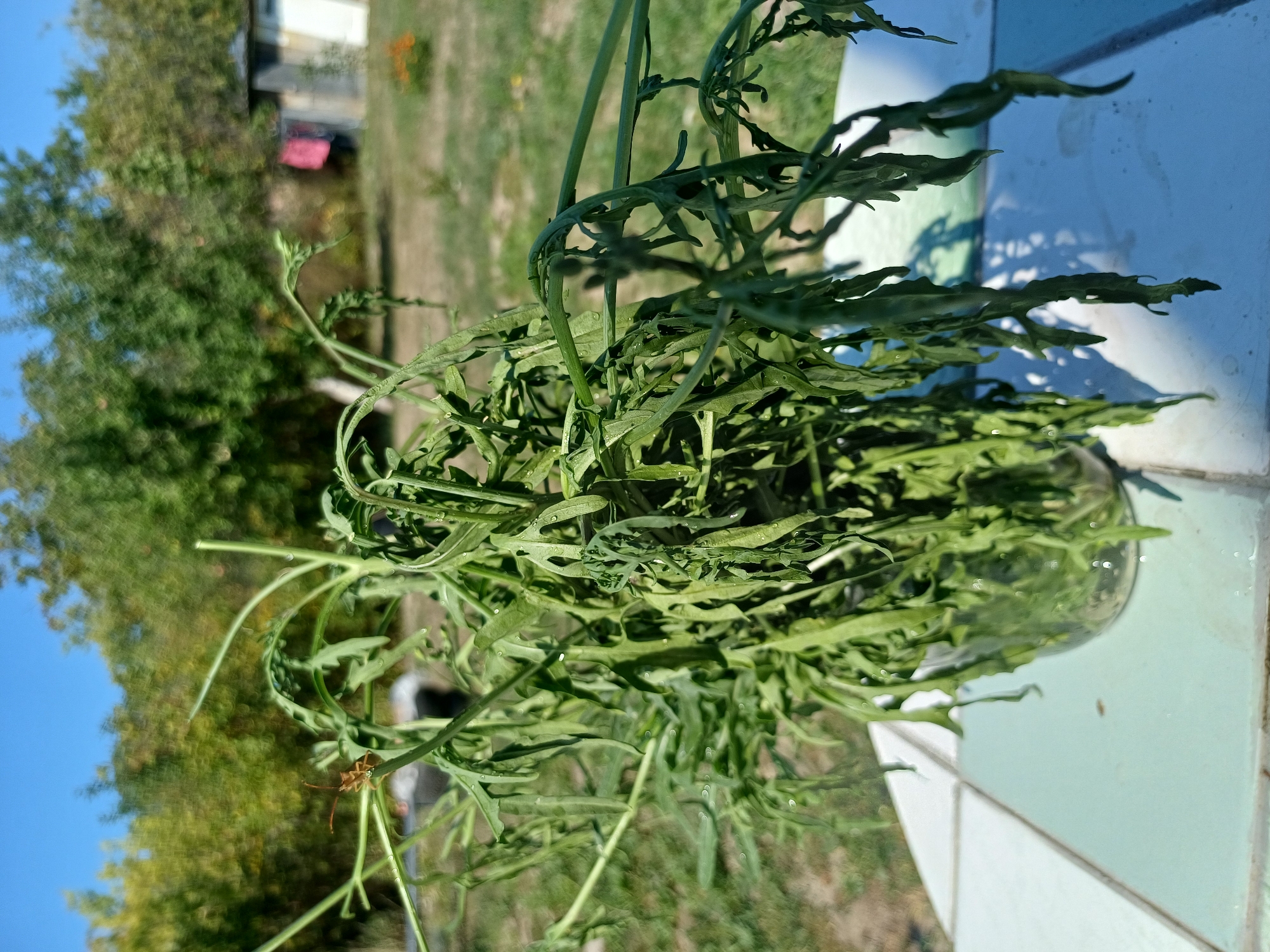In Sulymivka, Ukraine, on a sunny day, a close-up shot focuses on a bunch of wilted green leafy vegetables in a glass jar. The jar is placed on a tiled surface with a light blue and white checkered pattern. In the background, there is a green lawn, trees, and a small shed with pink laundry hanging on a clothesline. The leaves of the plant appear dry and curled. A small brown insect with long antennae is perched on one of the plant's stems, positioned to the left of the main subject. The sky is clear blue.