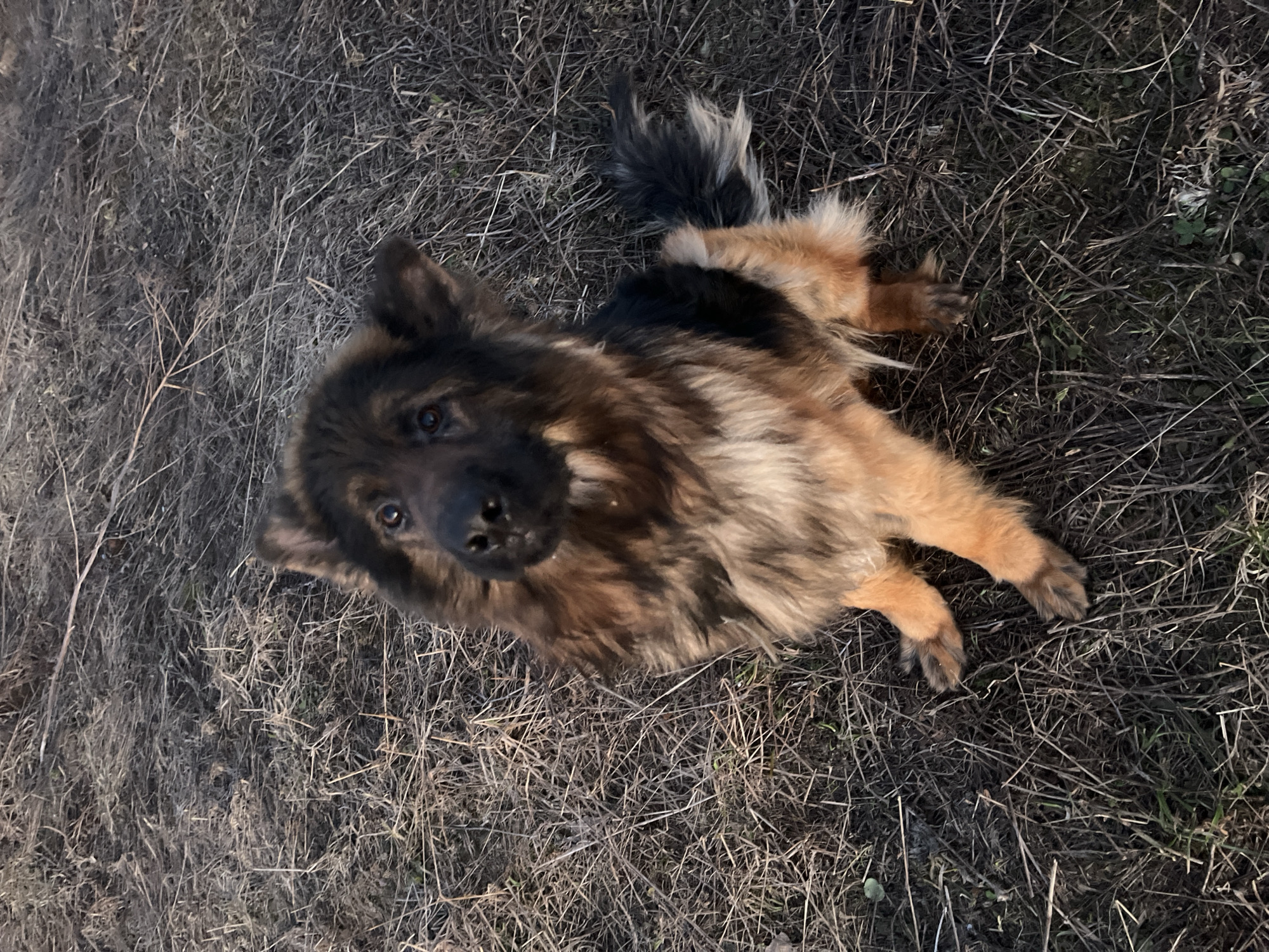 A medium-sized dog is lying on dry grass in Pavlovka, Russia. The dog is brown, black, and tan, with long fur. It is looking up at the camera. The background is dry grass and dirt.