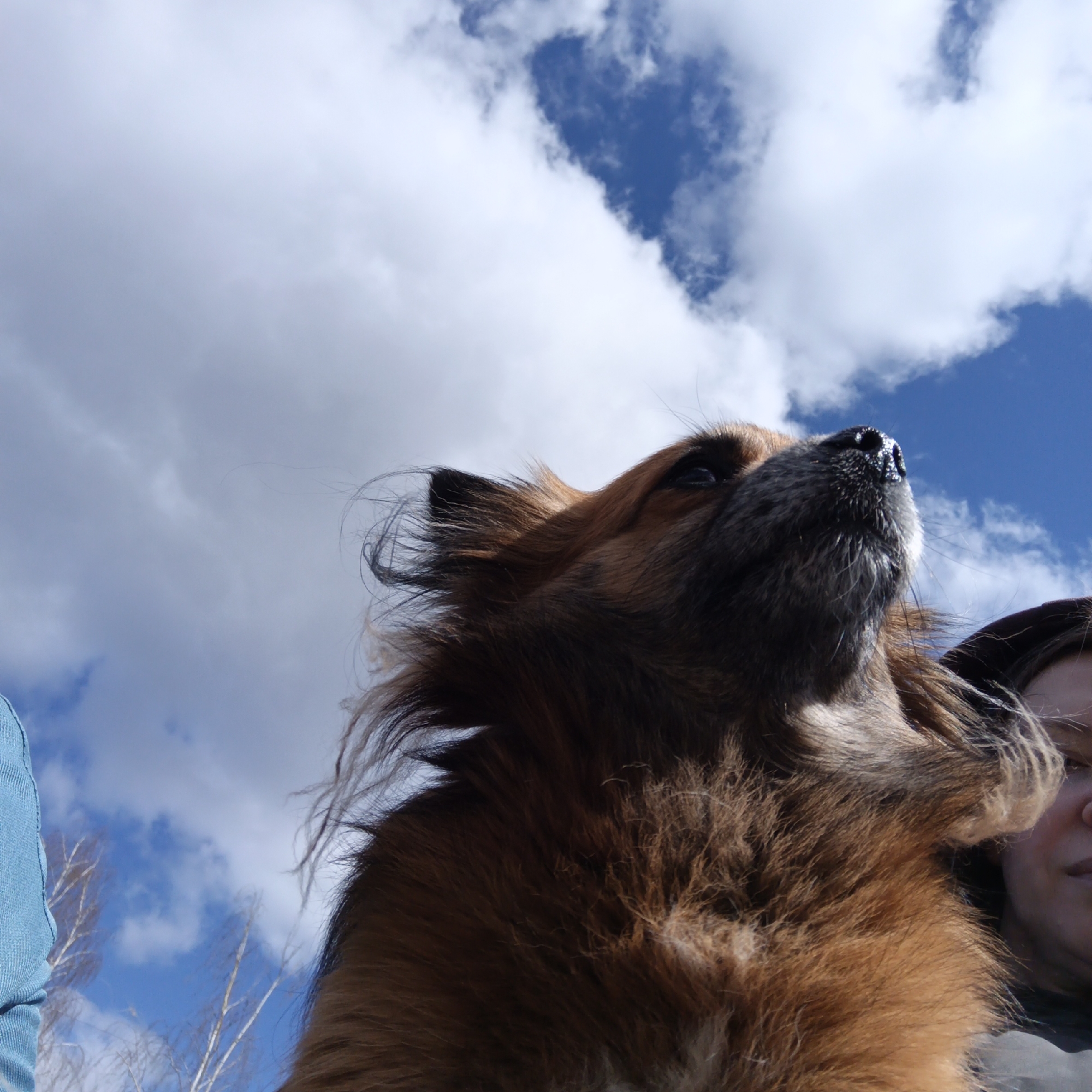 The photograph depicts a brown, fluffy dog gazing upwards against a backdrop of a blue sky with white, puffy clouds. The dog, with a black nose, is the primary subject, positioned centrally in the frame. A person is partially visible on the right side, suggesting interaction. The person and the dog seem to be outside, likely during daytime, given the sky and sunlight. The location is unspecified.