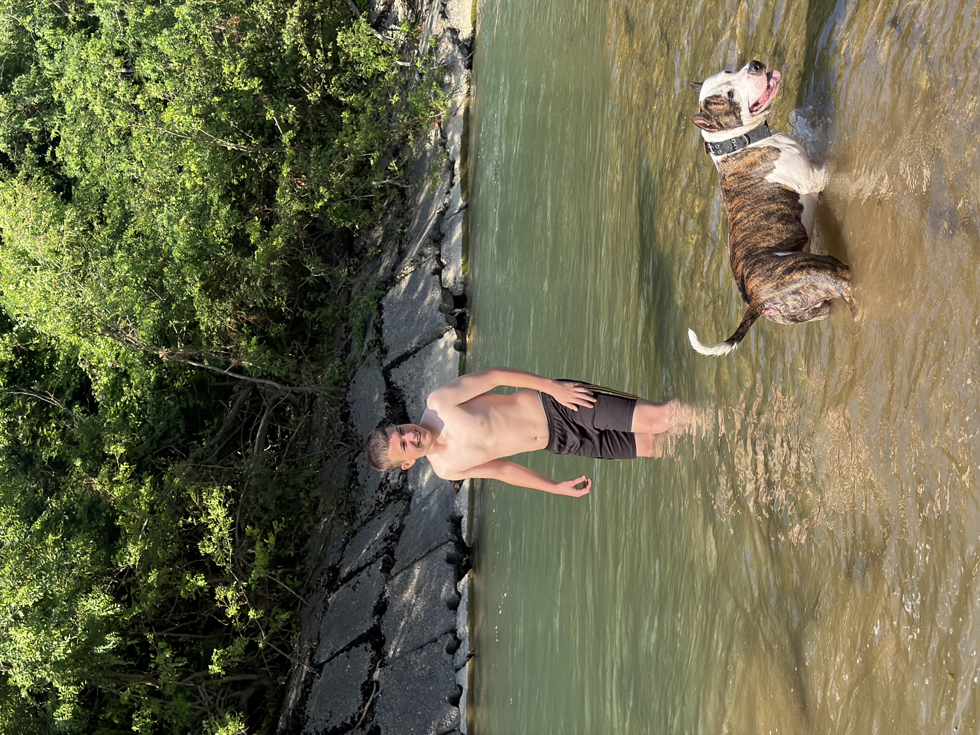 A young man with short brown hair, wearing black shorts, stands in shallow, murky green water, submerged up to his knees. He is smiling and looking slightly upwards. To his right, a brindle and white pit bull-type dog is also standing in the water, with its tongue out. The dog is looking upwards and to the right. The water appears to be a river or a lake, with a concrete embankment on the left side of the image, partially covered by green foliage and trees. The concrete is cracked and appears worn. The sun is shining, casting dappled light and shadows on the water and embankment, suggesting it is a sunny day, possibly late afternoon or early morning due to the warm lighting. The overall scene depicts a casual moment of recreation in a natural setting. The location is identified as Krasnoye, Russia. There is no visible text in the image.