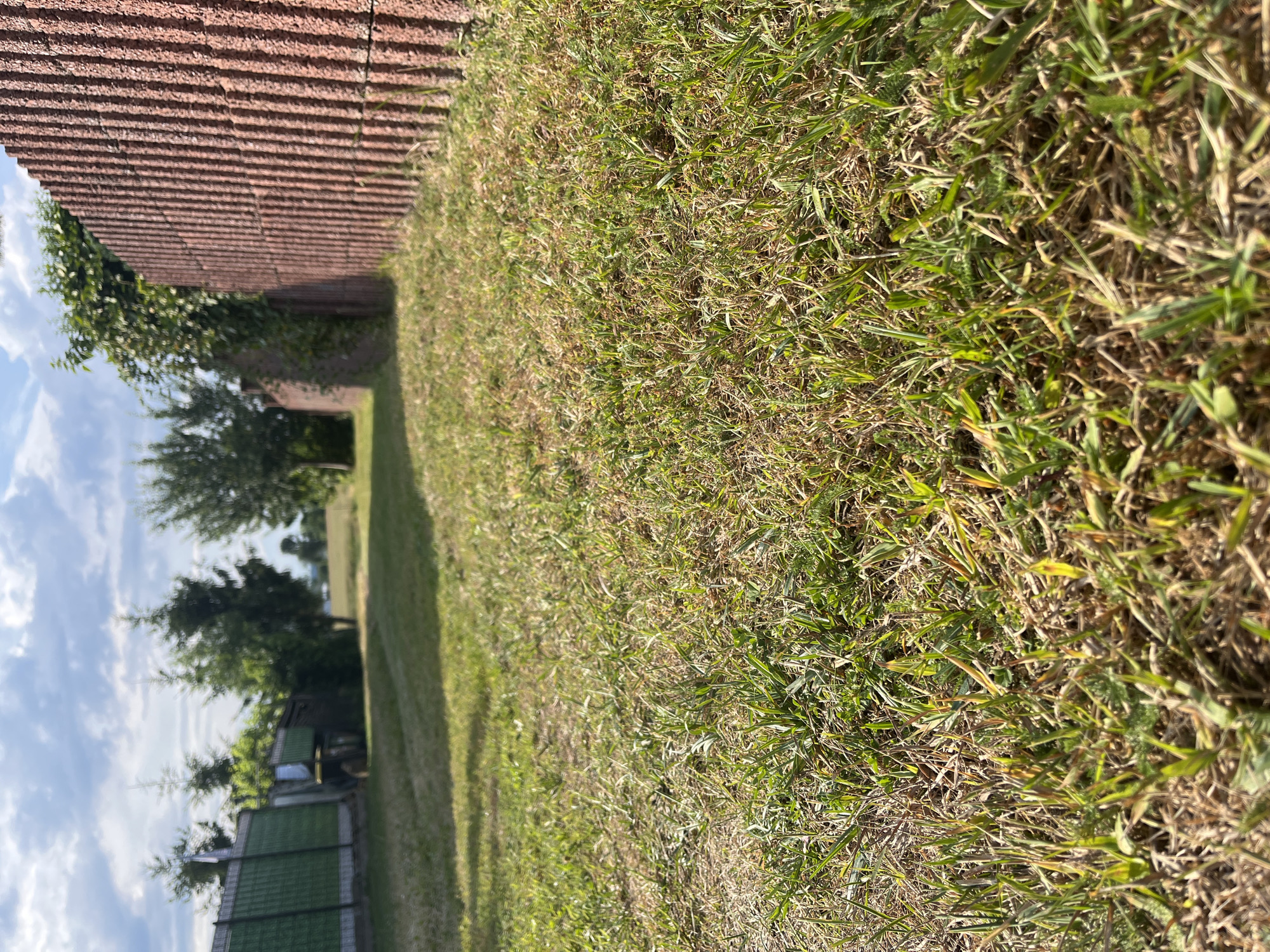 The image depicts a sunlit, grassy yard with a textured brick wall running along the left side. The perspective is low and angled, emphasizing the blades of grass in the foreground. Beyond the grass, trees and a green fence are visible, suggesting a residential or park-like setting. A hint of blue sky with scattered clouds can be seen in the upper left portion of the frame. The lighting indicates it is daytime, likely with clear or partly cloudy weather. The scene appears peaceful and undisturbed. There is no visible text in the image.