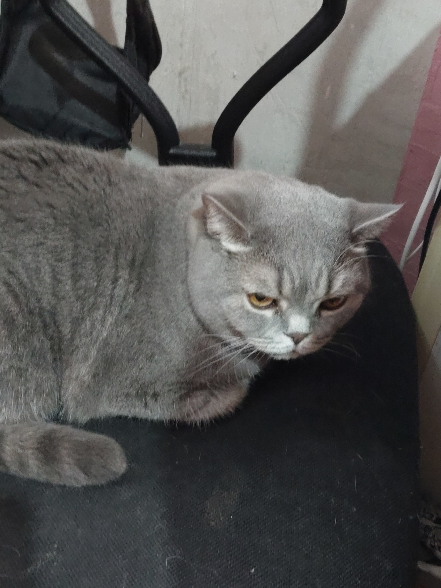 A gray cat is resting on a black chair. The cat's head is turned slightly to the right, and its eyes are partially closed. A black bag and part of the back of the chair are visible behind the cat. The background is a light gray wall with some pink and white objects on the right side. The location is unknown.