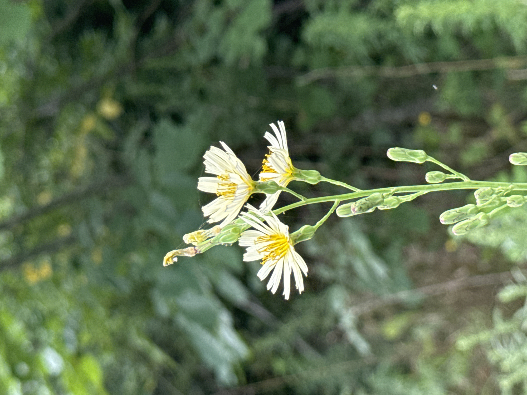 The image shows a close-up view of a flowering plant with white petals and yellow centers, set against a blurred background of green foliage. The plant has a slender green stem with several unopened buds and three fully bloomed flowers. The flowers are arranged in a cluster, with the largest bloom at the bottom and two smaller ones above. The petals are delicate and radiate outwards, while the yellow centers are filled with numerous tiny structures. The background is predominantly green, with some lighter patches suggesting dappled sunlight. The overall impression is one of natural beauty and tranquility, typical of a garden or natural landscape. The image does not contain any information about the city of Artyom, Russia.