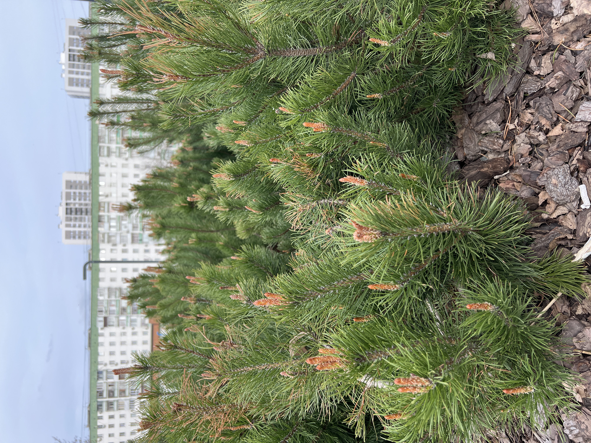 The image presents a vertically oriented view of a landscaped area with multi-story residential buildings in the background, set in Ufa, Russia.
In the foreground, lush green coniferous foliage, likely pine or spruce, dominates the right side of the frame. The branches are dense with long, sharp needles, and many tips show new growth or developing buds, characterized by a lighter, reddish-brown hue. To the immediate left of the foliage, covering the ground or a planting bed, is a layer of dark brown bark mulch. The texture of the bark is rough and irregular, with various sizes of wood chips.
The midground is out of focus but shows more of the same coniferous trees, receding into the distance. In the background, on the left side of the image, stand several tall, white residential buildings, possibly apartment blocks. They feature numerous windows and some have green roof elements or accents. A dark pole, possibly a lamppost, is visible between the trees and the buildings.
The sky above the buildings is overcast and light blue-grey, suggesting a cloudy or muted daylight scene. There are no people or discernible activities taking place. No visible text is present in the image. The overall impression is a quiet, urban landscape scene focusing on natural elements against a built environment.