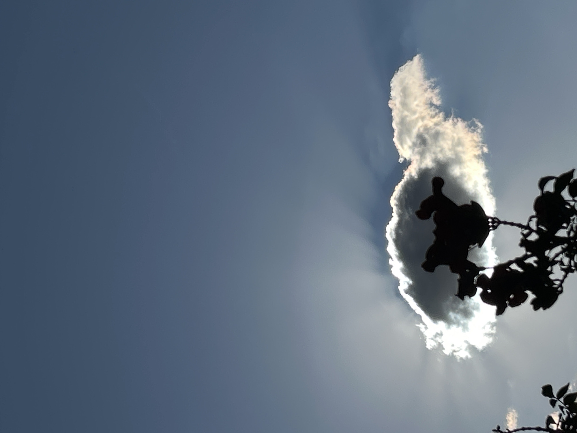 A silhouette of a branch with leaves and flowers is in the foreground against a bright sky. Behind the branch, a cloud is illuminated by the sun, with rays of light emanating from it. The sky is a clear blue. The location is the city of Krasnodar, Russia.