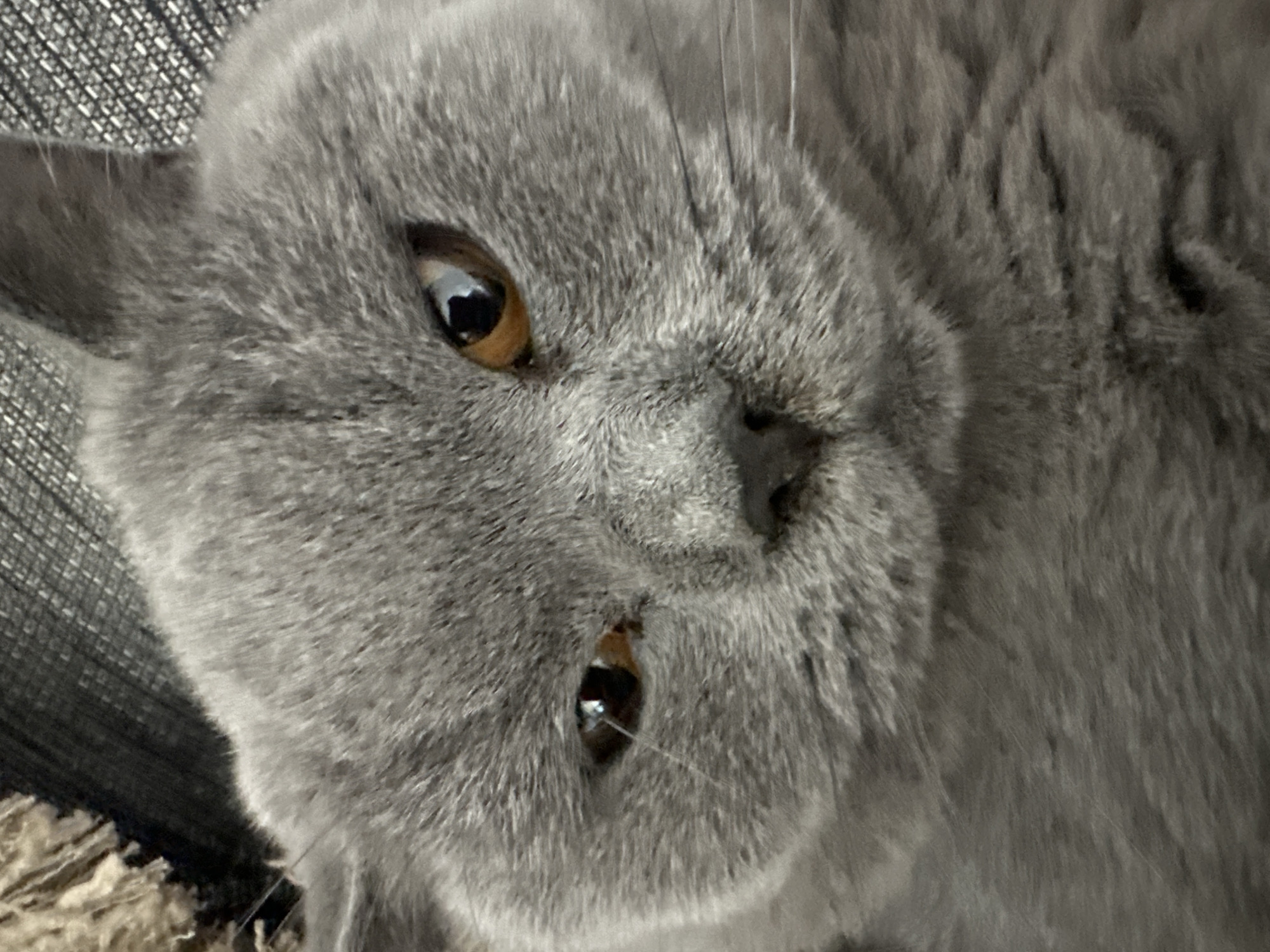 A close-up, overhead shot shows a gray British Shorthair cat with bright copper eyes. The cat's left eye is wide open, while its right eye is partially closed, giving it a sleepy or judgmental expression. The cat's fur is short and dense, typical of the breed. It appears to be resting on a textured surface, possibly a blanket or rug, with hints of a darker, woven material in the upper left corner. The lighting is somewhat dim, casting subtle shadows on the cat's face and highlighting the texture of its fur. The background is blurred and out of focus.