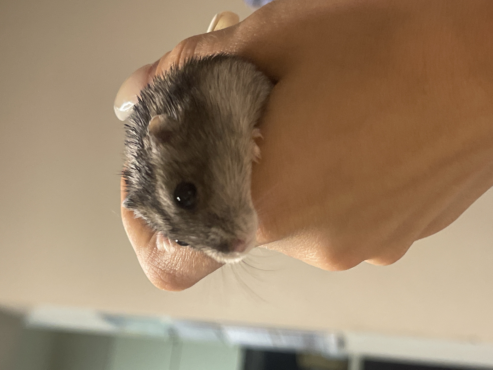 A close-up, eye-level shot shows a person's hand gently holding a small, grey and white hamster. The hamster is positioned on its side, with its face turned towards the viewer. Its dark eyes are visible, and its whiskers extend outwards. The hamster's fur appears somewhat wet or disheveled. The person's thumb and index finger are curved around the hamster, supporting its body. The background is blurred, with the colors suggesting an indoor environment, possibly a room with neutral-colored walls. The lighting is soft, creating a warm glow on the skin and fur.