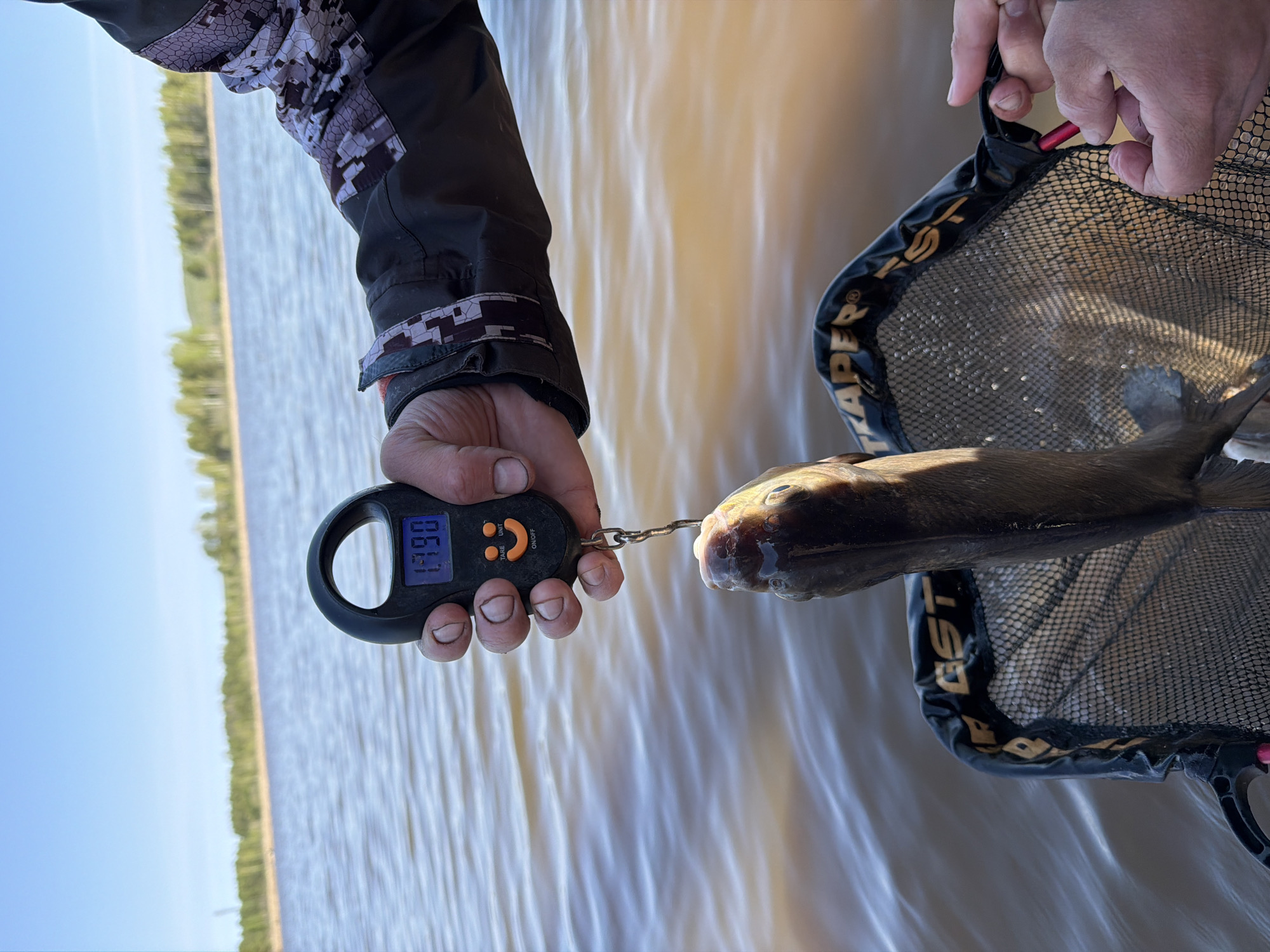 A person wearing a jacket is holding a digital scale in one hand and the other is holding a fishing net with a fish inside. The scale reads 1.390. The water is in the background. The location is not in the city of Chaykovsky, Russia.