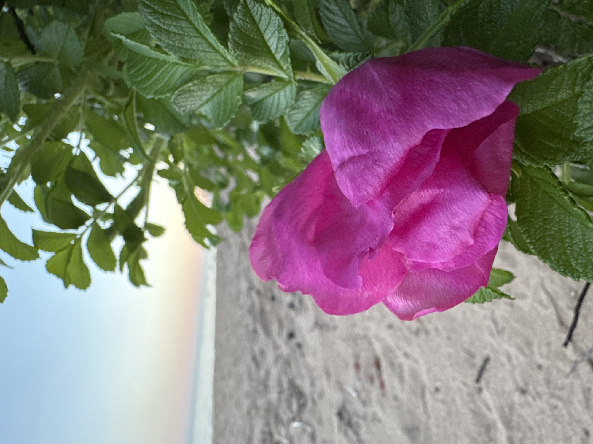 A close-up, eye-level, outdoor shot features a vibrant pink rose in the foreground. The rose's petals are detailed, with soft folds and a textured surface. Behind the rose, lush green foliage forms a backdrop, its leaves sharp and in focus. Further in the background, a sandy beach stretches out, its texture visible with scattered dark specks. The ocean is a thin, muted line separating the sand from the sky, which displays a soft gradient of blue and pale orange, suggesting either sunrise or sunset. The scene evokes a serene, natural environment. This location appears to be in Zelenaya Roshcha, Russia, a city known for its natural beauty and proximity to the coast.