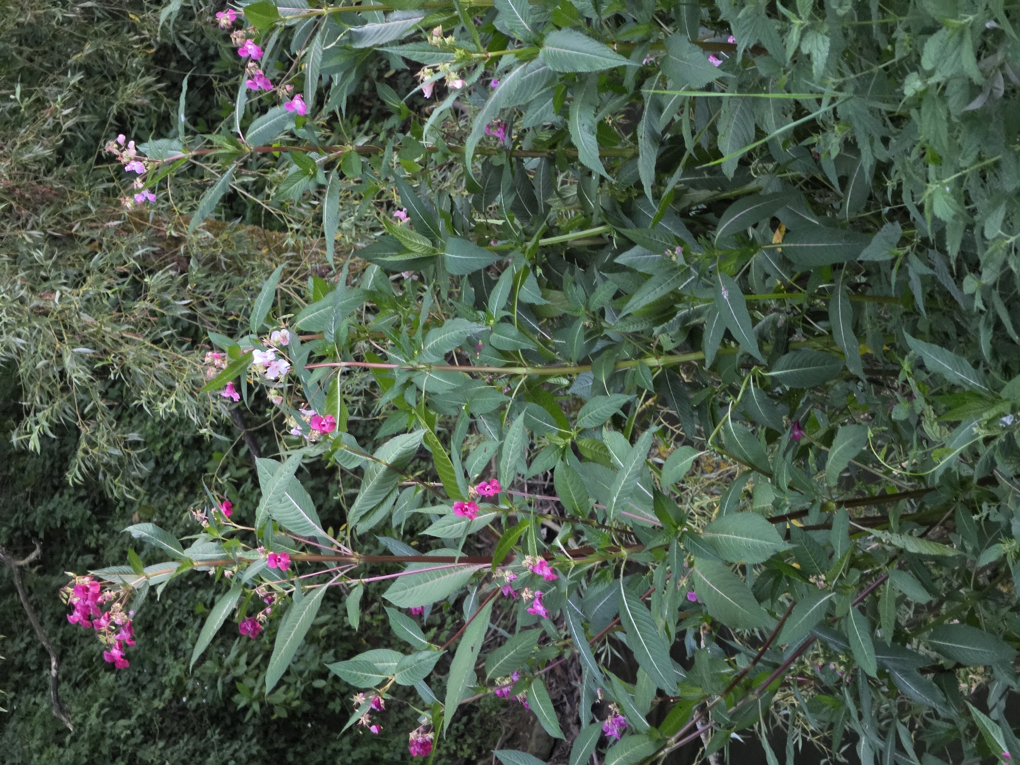 The image displays a close-up view of Himalayan Balsam plants (Impatiens glandulifera) growing densely in a natural setting, likely along a riverbank or in a moist, shaded area. The plants are characterized by their tall, upright stems, large lanceolate leaves with serrated edges, and clusters of vibrant pink and some lighter pink/white flowers. The flowers have a distinctive hooded shape. The background consists of lush green foliage, including other plants and trees, suggesting a riparian or woodland environment. The lighting appears to be natural daylight, with some areas of shadow and dappled light. No people, animals, or man-made objects are visible in the scene. The scene is consistent with natural vegetation found in and around Godelheim, Germany, particularly in areas with water bodies where invasive species like Himalayan Balsam thrive.