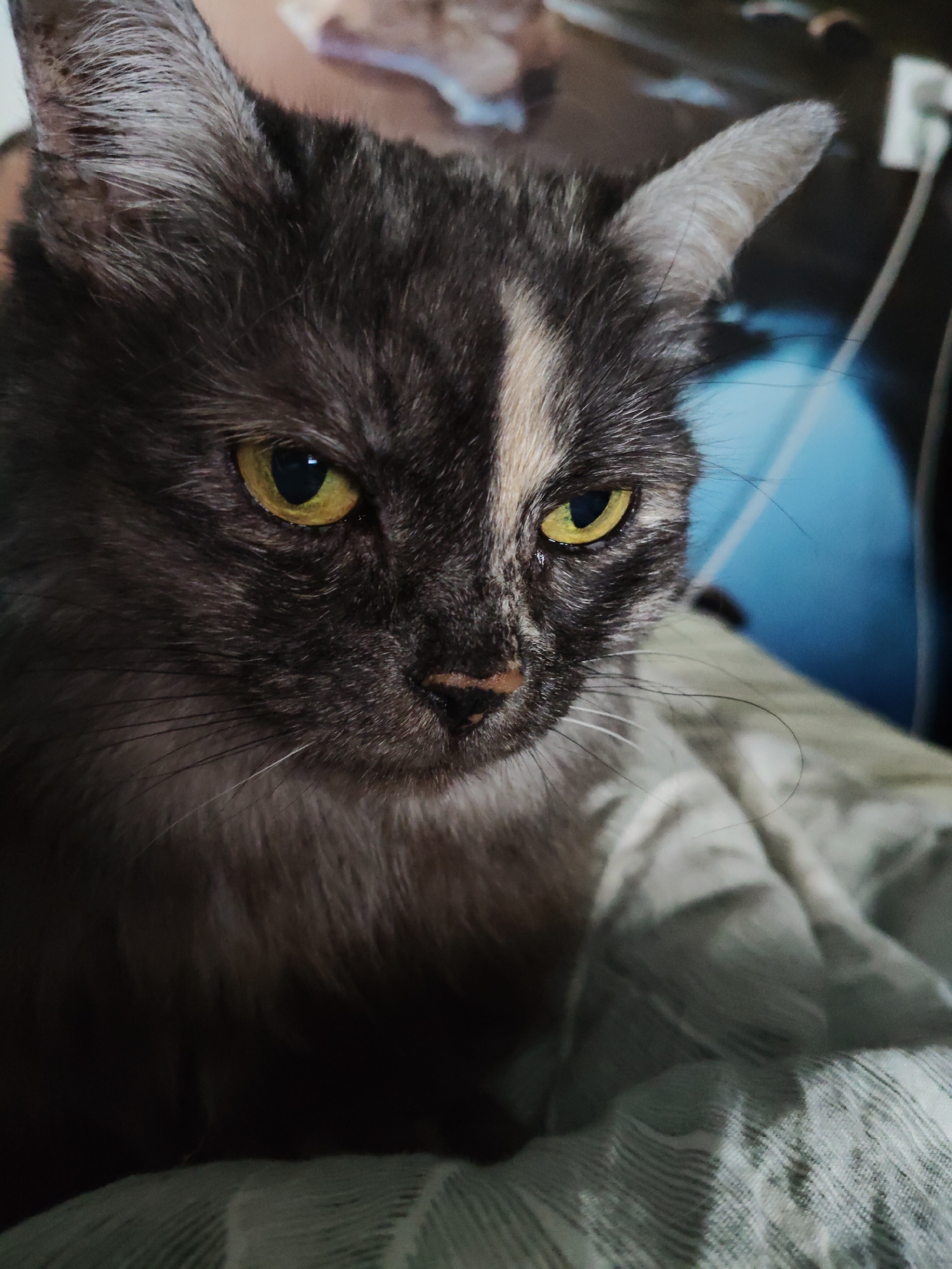 A close-up, eye-level shot shows a tortoiseshell cat with yellow eyes looking intensely forward. The cat's fur is a mix of dark gray, black, and lighter brown/tan patches. A distinctive white stripe runs vertically down the center of its forehead. The cat's ears are pointed and slightly forward, and its whiskers are long and prominent. The background is blurred, with a hint of a blue surface and a white electrical cord visible on the right. The cat appears to be resting on a textured, light-colored surface, possibly a blanket or bedding, which is folded and creased. The lighting is dim, creating shadows that highlight the cat's facial features. The scene is indoors. No specific location in the city of Bol'shoye Kozino, Russia, can be identified.