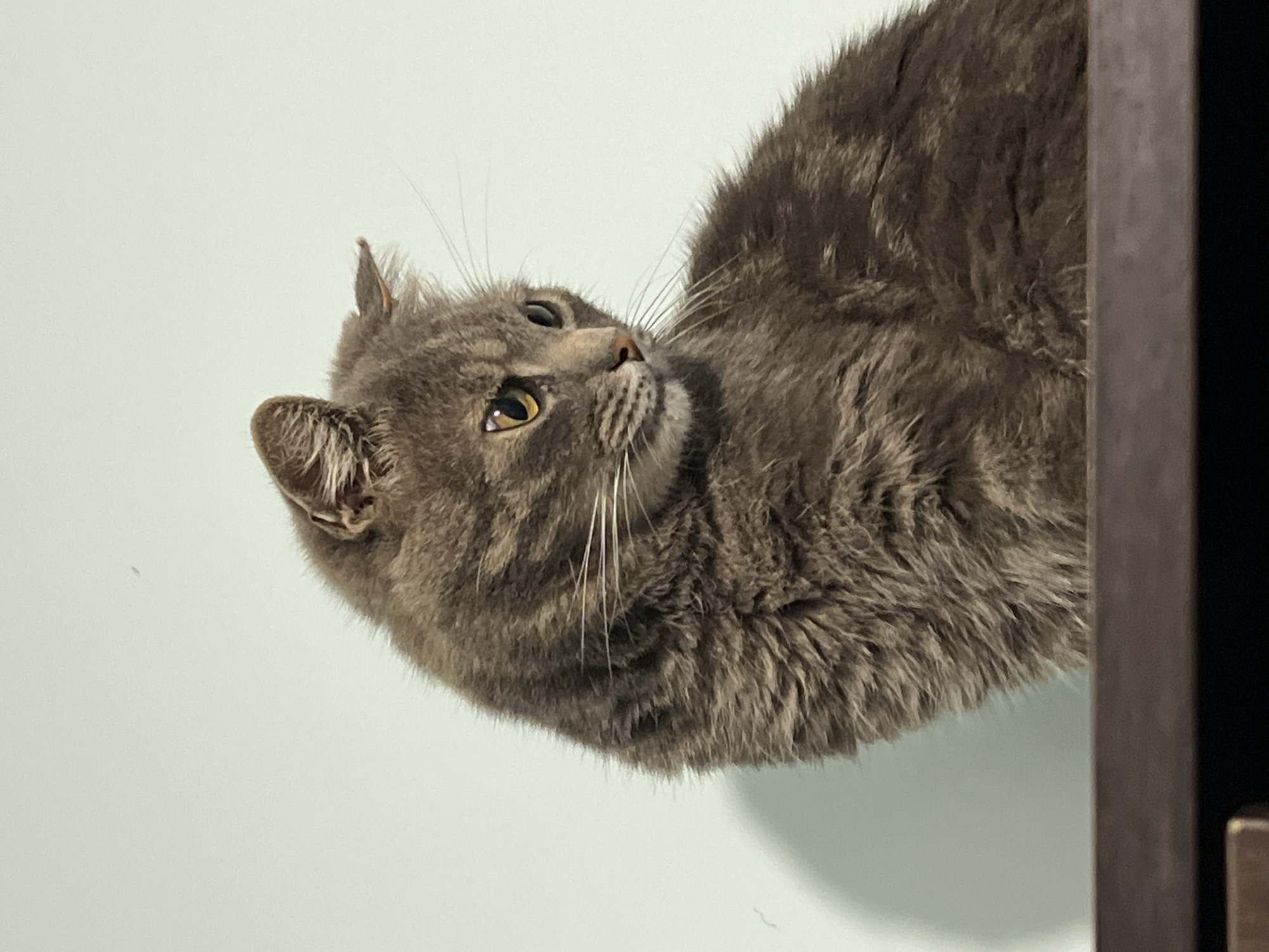 A grey tabby cat is sitting on a dark surface with a light blue wall in the background. The cat is looking to the right, with its head slightly tilted. The cat has yellow eyes and white whiskers. The wall has a shadow cast on it from the cat.