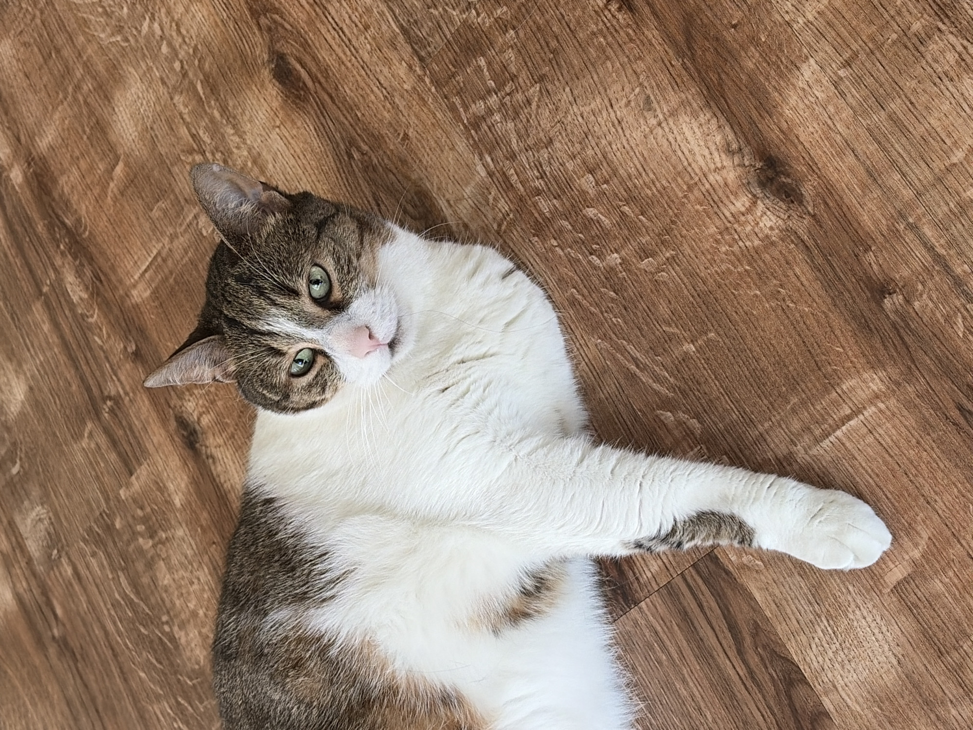 A cat is lying on a wooden floor. The cat is facing the camera with its head turned slightly to the left. Its fur is a mix of white, brown, and gray tabby markings. The cat has green eyes and a pink nose. The wooden floor has a prominent grain pattern and appears to be made of planks. The lighting suggests an indoor environment. There are no people or other animals visible.
