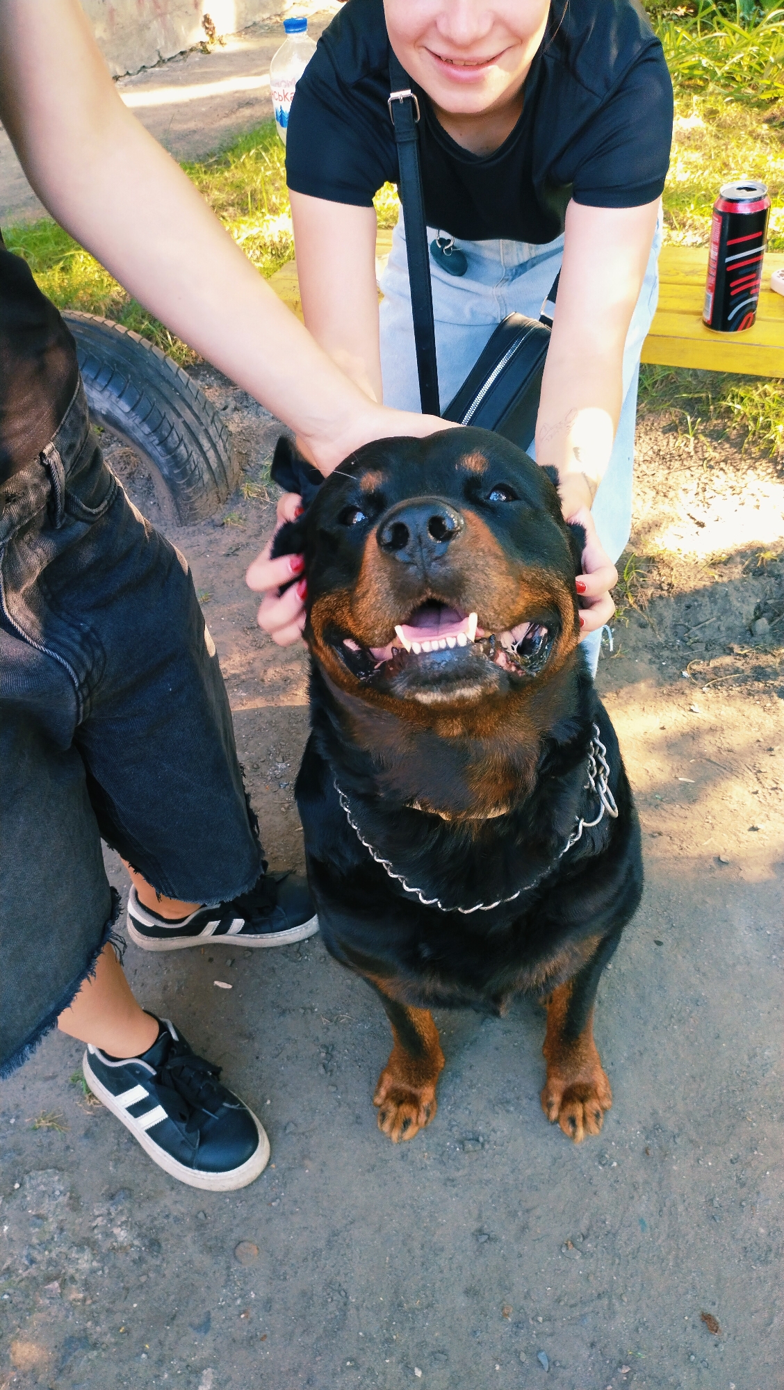A Rottweiler dog is being petted by two individuals in an outdoor urban setting, likely in Horishni Plavni, Ukraine. The dog is facing the camera with its mouth open, appearing happy and engaged. Its fur is black with distinctive tan markings on its face, paws, and chest. A silver chain collar is visible around its neck. One individual's hands, with red-painted fingernails, are gently holding the dog's ears and cheeks. This person is wearing a black t-shirt and blue jeans. The second individual is partially visible on the left, wearing ripped black jeans and black and white sneakers. The ground is paved with gravel and dirt. In the background, a yellow bench is present, with a can and a plastic bottle on it, suggesting a public park or recreational area. Green grass and a concrete structure are also visible. The lighting suggests it is daytime, with sunlight casting shadows.