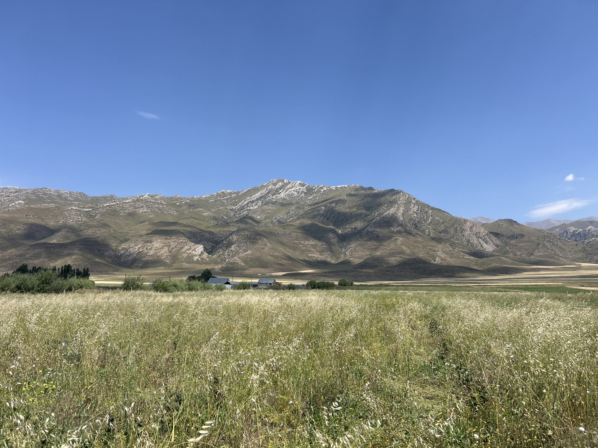 The image captures a wide-angle view of a rural landscape under a clear blue sky. In the foreground, a field of tall, dry grass with scattered yellow wildflowers stretches across the frame. Beyond this field, a cluster of buildings, appearing to be a farm or small settlement, is visible. These structures have dark roofs and are nestled among green trees. In the background, a series of rolling, barren hills and mountains dominate the horizon. The terrain of the mountains is characterized by muted green and brown tones, with visible rock formations and shadows suggesting uneven topography. The overall impression is one of a vast, open, and sparsely populated rural area, potentially in the vicinity of Дедемель, Kyrgyzstan, given the arid mountainous backdrop and agricultural elements.