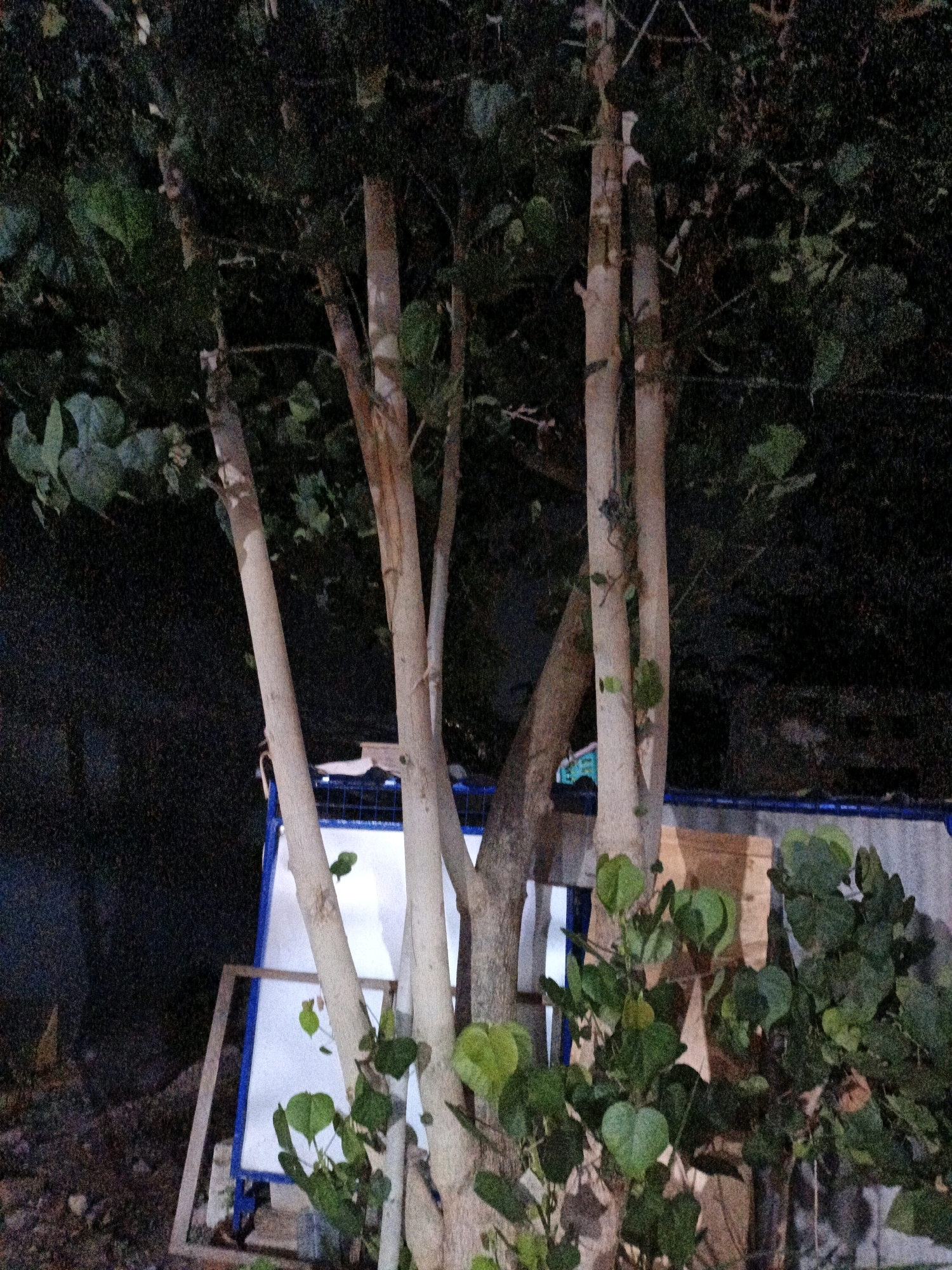 The image depicts several light-colored tree trunks with green foliage against a dark background, likely taken at night. In the background, a structure resembling a white board or sign with a blue frame is partially visible. The ground in the foreground is a mix of soil and small stones. The scene appears to be outdoors, possibly in a yard or public space. There are no people or animals visible in the image. The image is blurry and grainy, suggesting it was taken in low light conditions. The location is specified as Cikal, Indonesia.