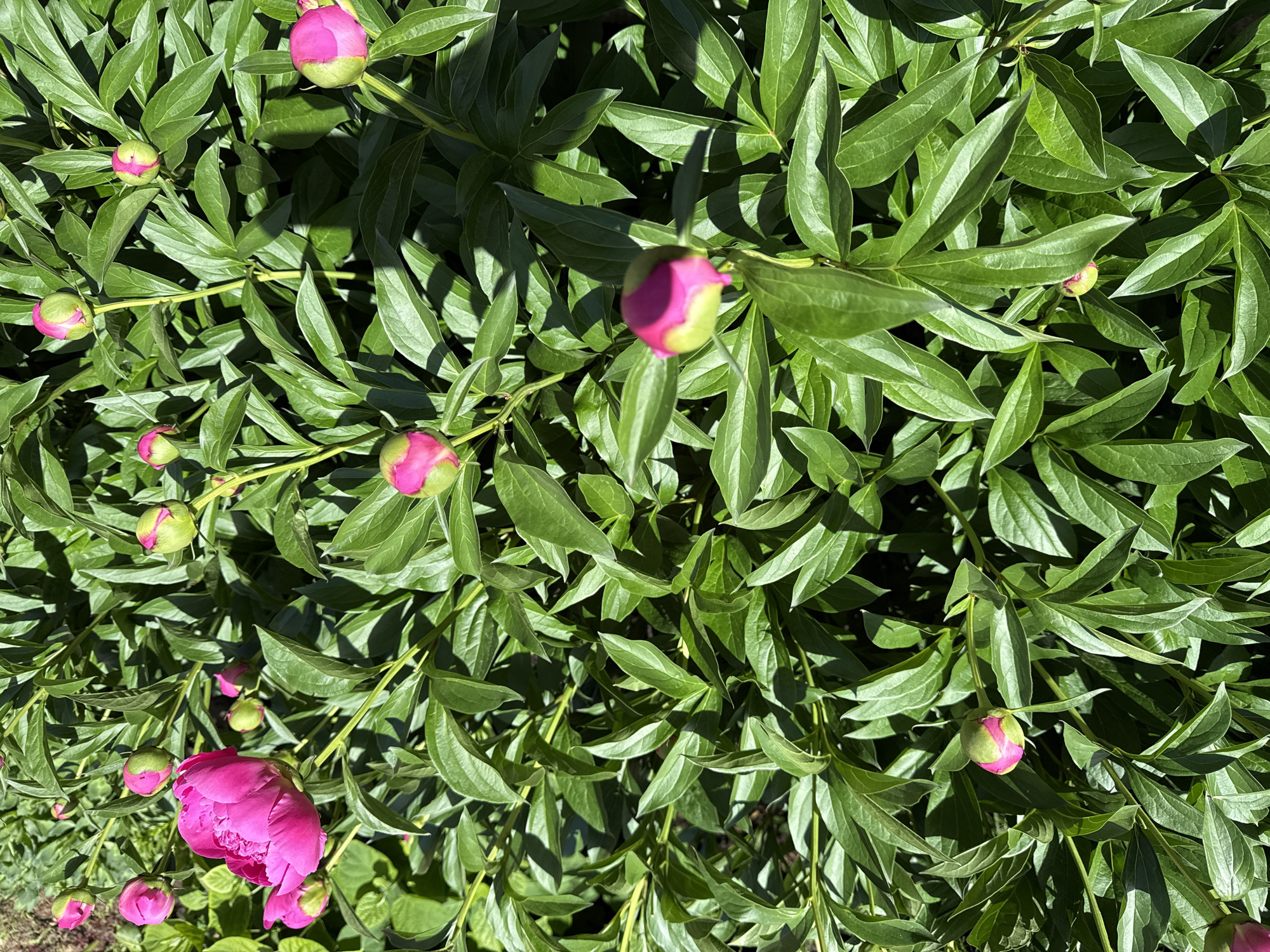The image shows a dense growth of peony plants. The majority of the flowers are in bud form, exhibiting a pink color at the top and green at the bottom. One fully open peony flower is visible in the lower-left corner, displaying a bright pink hue. The leaves are a vibrant green, displaying a shiny surface, and appear lush and healthy. The scene is bathed in sunlight, casting sharp shadows and highlighting the texture of the foliage. There is no context to place this scene in Kazan, Russia, or to provide any information about people, actions, or interactions.