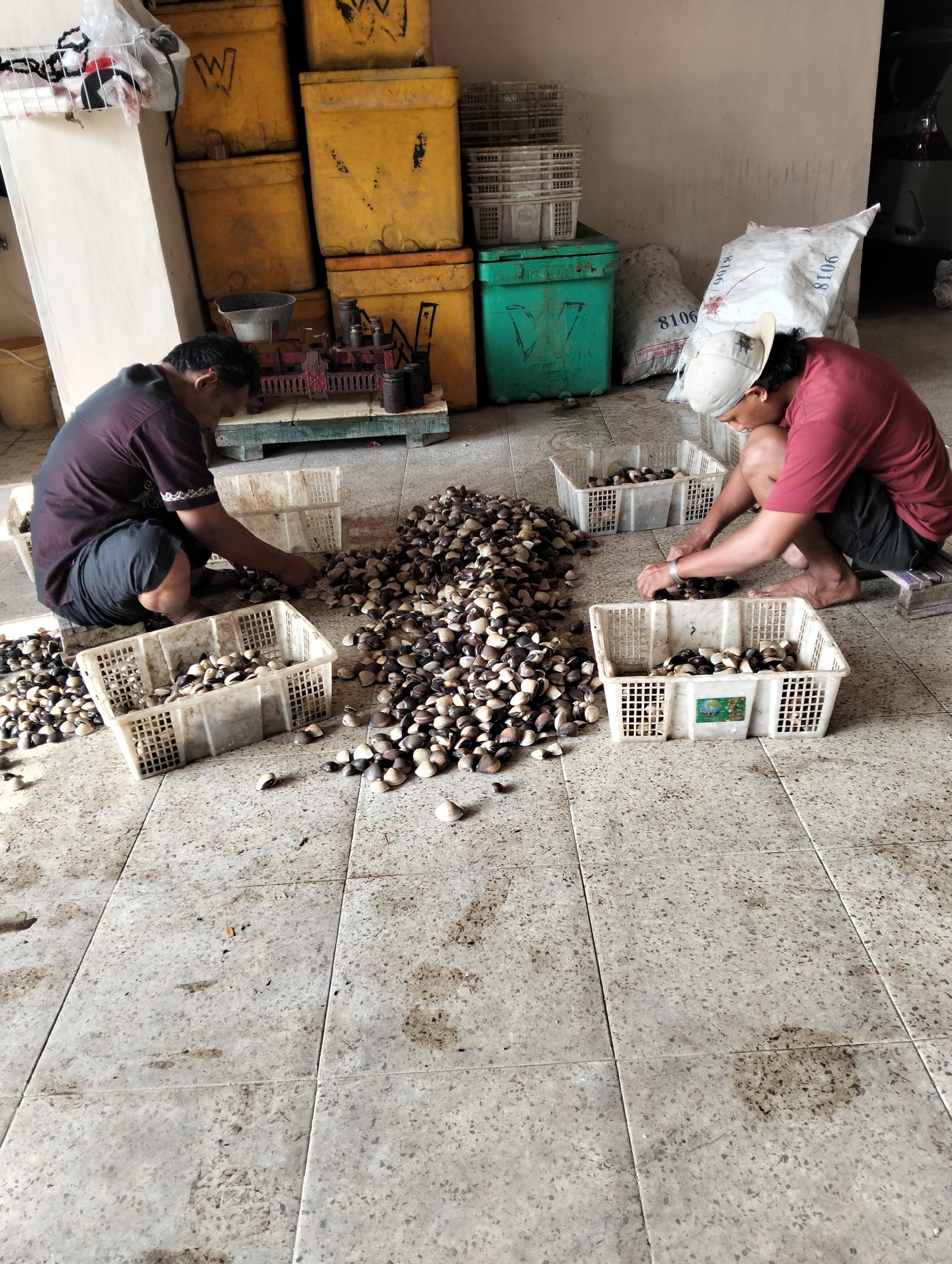 Two men are sorting through piles of clams on a tiled floor in what appears to be a processing facility. The man on the left, wearing a dark maroon shirt and dark shorts, is crouched over a basket filled with clams. He is actively sorting through a pile of clams on the floor. To his right, another man, wearing a red t-shirt and dark shorts, and a white baseball cap, is also crouched and sorting clams into a white plastic basket. Numerous white plastic baskets are scattered around the two men, some filled with clams and others empty. Large piles of clams are spread across the floor between and around them. In the background, there are several large yellow storage containers, a green container, and white plastic bags. The scene suggests a typical day of work in the Muncar fishing port area, a significant hub for seafood processing in Banyuwangi, East Java, Indonesia.