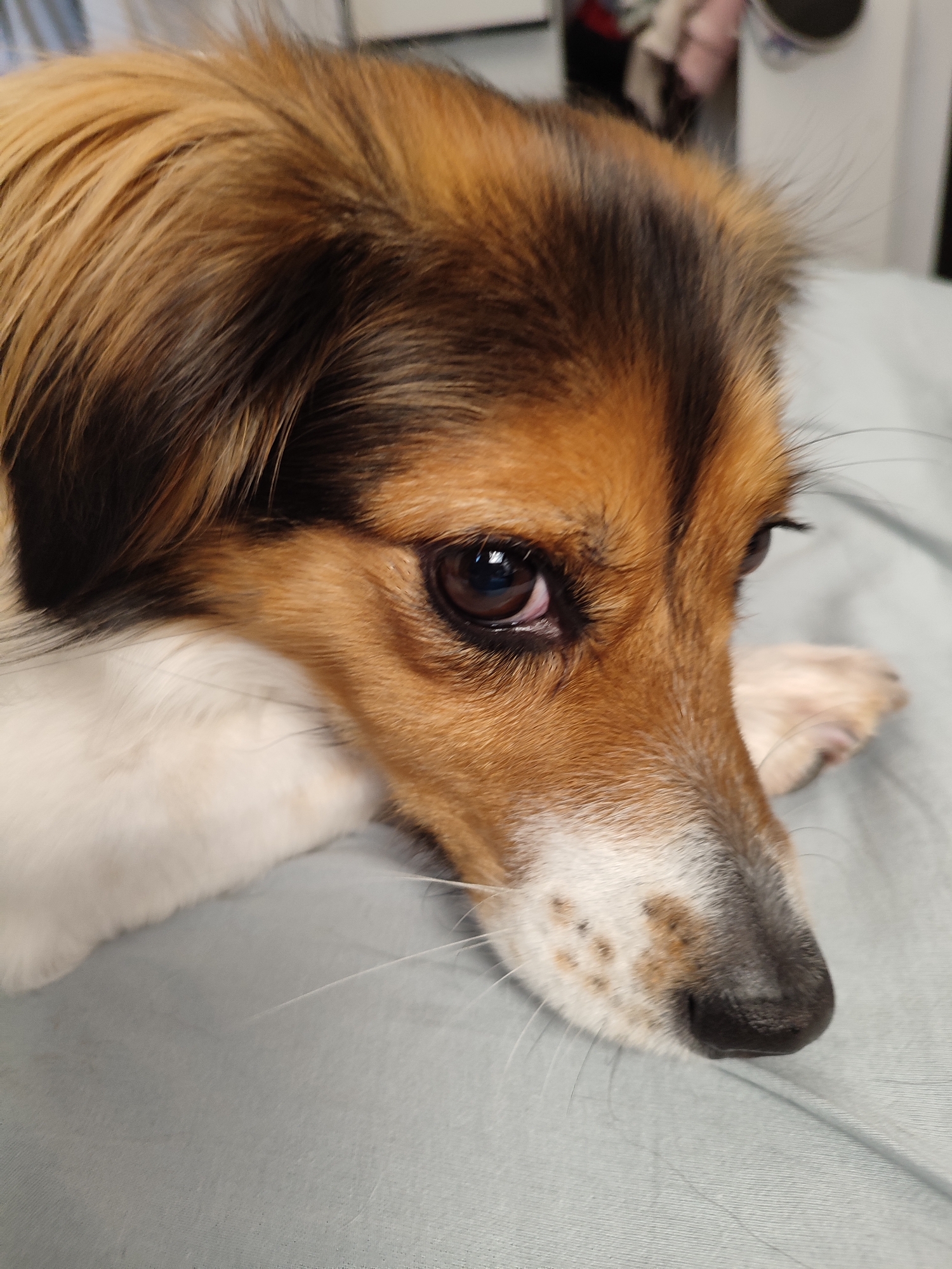 A medium shot, eye-level, outdoor, low-angle photograph shows a close-up of a small dog's head and paw. The dog is resting on a light blue-gray fabric surface, possibly a bed or sofa. Its fur is a mix of brown, tan, and black. The dog's left eye is partially visible, reflecting light, and its right eye is more prominent, showing a dark pupil and iris. The dog's nose is black, with some speckling of tan and white fur around it. Its whiskers are long and white. The dog's white paw is visible on the right side of the frame, resting on the fabric. The background is softly blurred, with hints of indoor objects like furniture and possibly clothing, suggesting an indoor setting. The image does not contain any information relevant to the city of Murino, Russia.