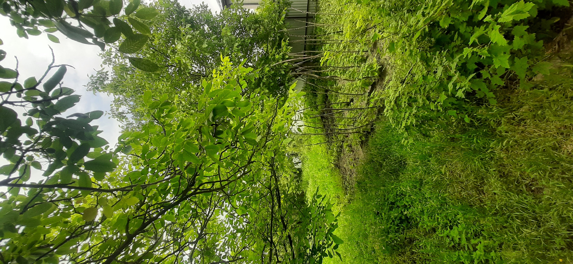 The media file captures a lush, green landscape, likely a rural or natural setting near Yessentukskaya, Russia. The scene is dominated by abundant foliage, with trees and thick grass covering the ground. The orientation of the image is vertical, giving a sense of looking upwards or sideways into the dense greenery.
On the left side of the frame, branches and leaves of a tree hang into the foreground, obscuring parts of the sky. The leaves are vibrant green, suggesting a healthy, growing environment. In the background, a line of thin, bare branches extends horizontally across the scene, possibly indicating young trees or saplings planted in a row. Beyond these, a light-colored fence is visible, hinting at a boundary or property line. The right side of the image features a dense, grassy area that slopes upwards. The grass is long and appears somewhat unkempt, adding to the natural feel of the location.
The lighting suggests it is daytime, with the sky visible through the leaves appearing overcast or cloudy. There are no people or distinct objects other than the natural elements and the fence. The overall impression is one of peaceful, verdant nature. The image conveys a sense of tranquility and the richness of the plant life in the area. There is no visible text in the media file.